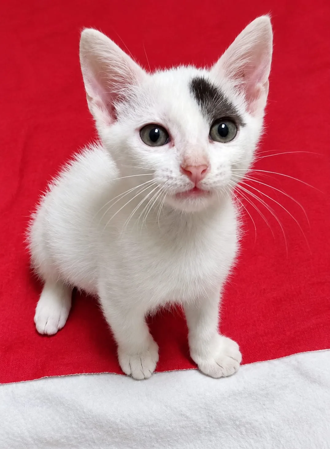 Rita, gatto in adozione a Roma