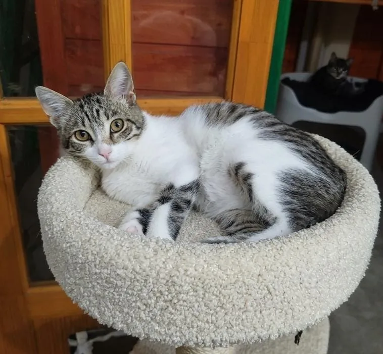 Stella, gatto Europeo in adozione a Salerno - foto 1