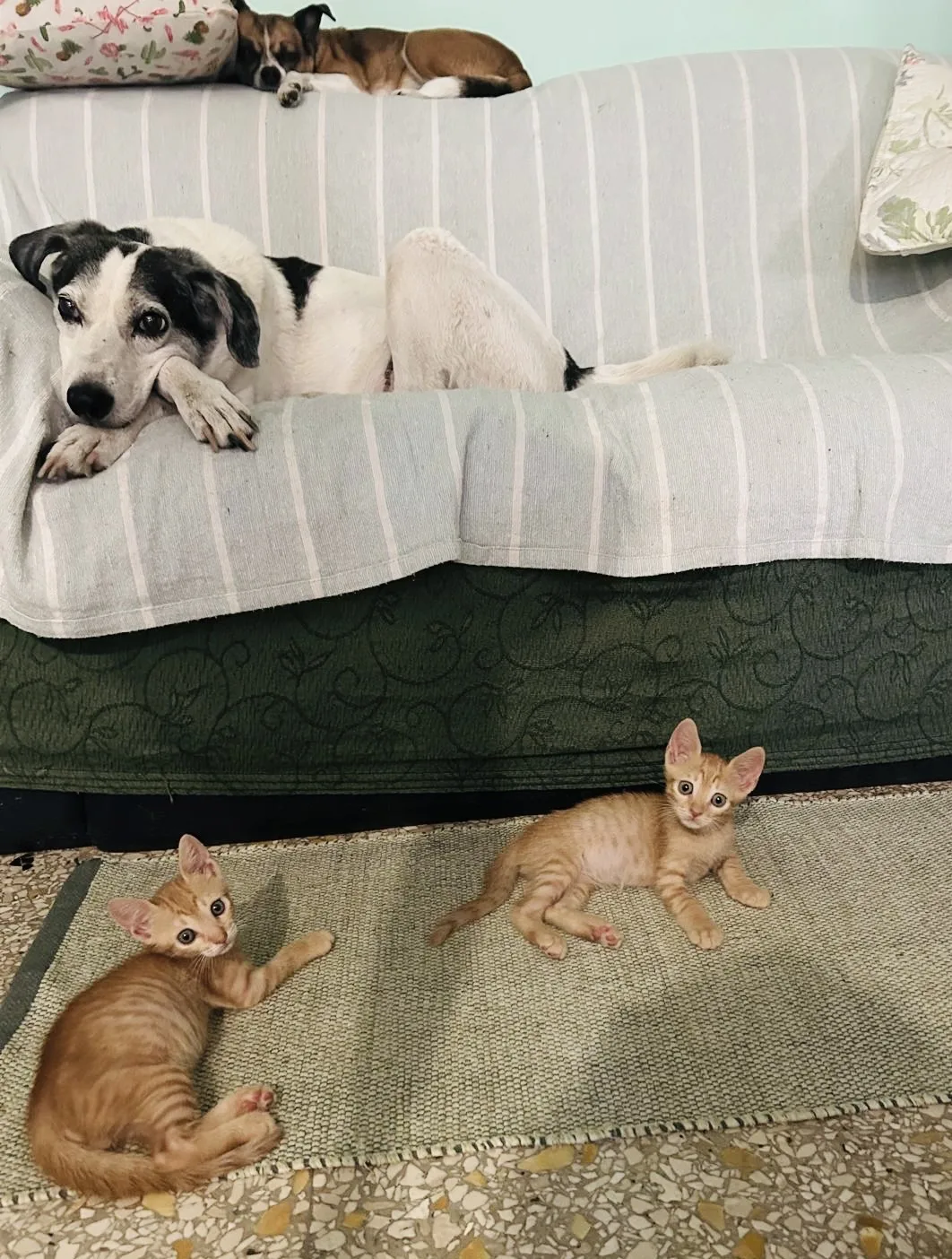 Sirio e Zeus, gatto Europeo in adozione a Roma - foto 3