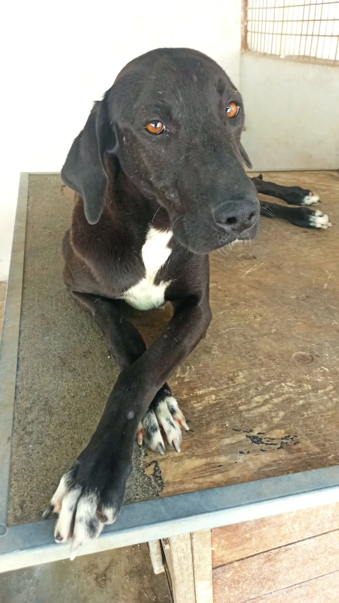 Harley, cane in adozione a Bari - foto 2