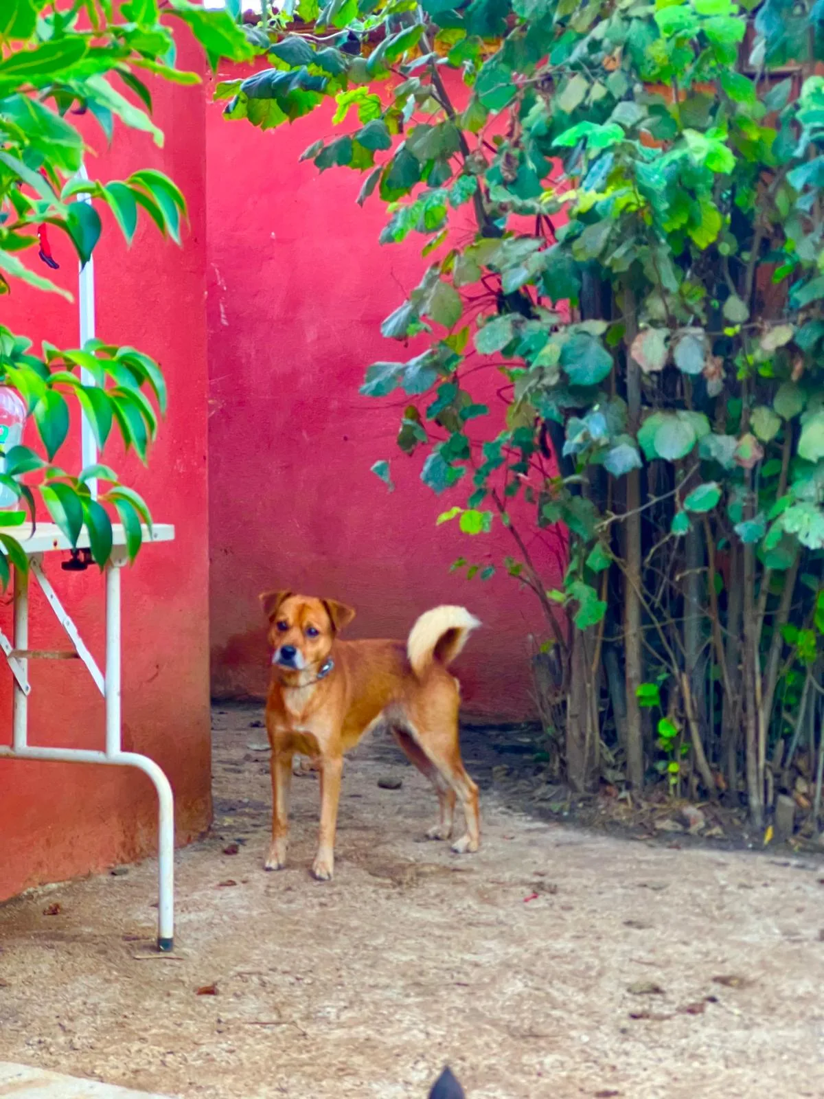 Leo, cane Meticcio in adozione a Roma - foto 3