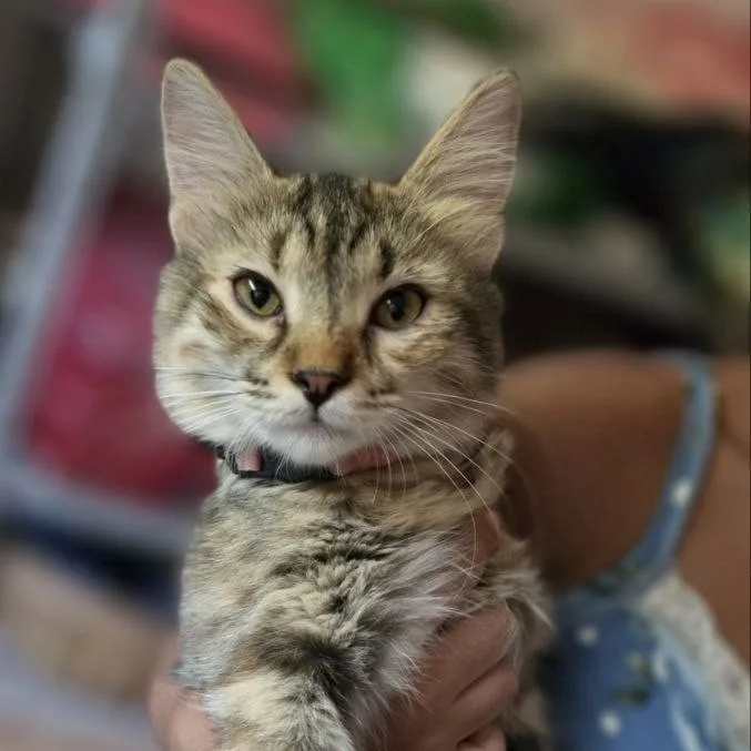 Lina, gatto Europeo pelo lungo in adozione a Reggio Calabria