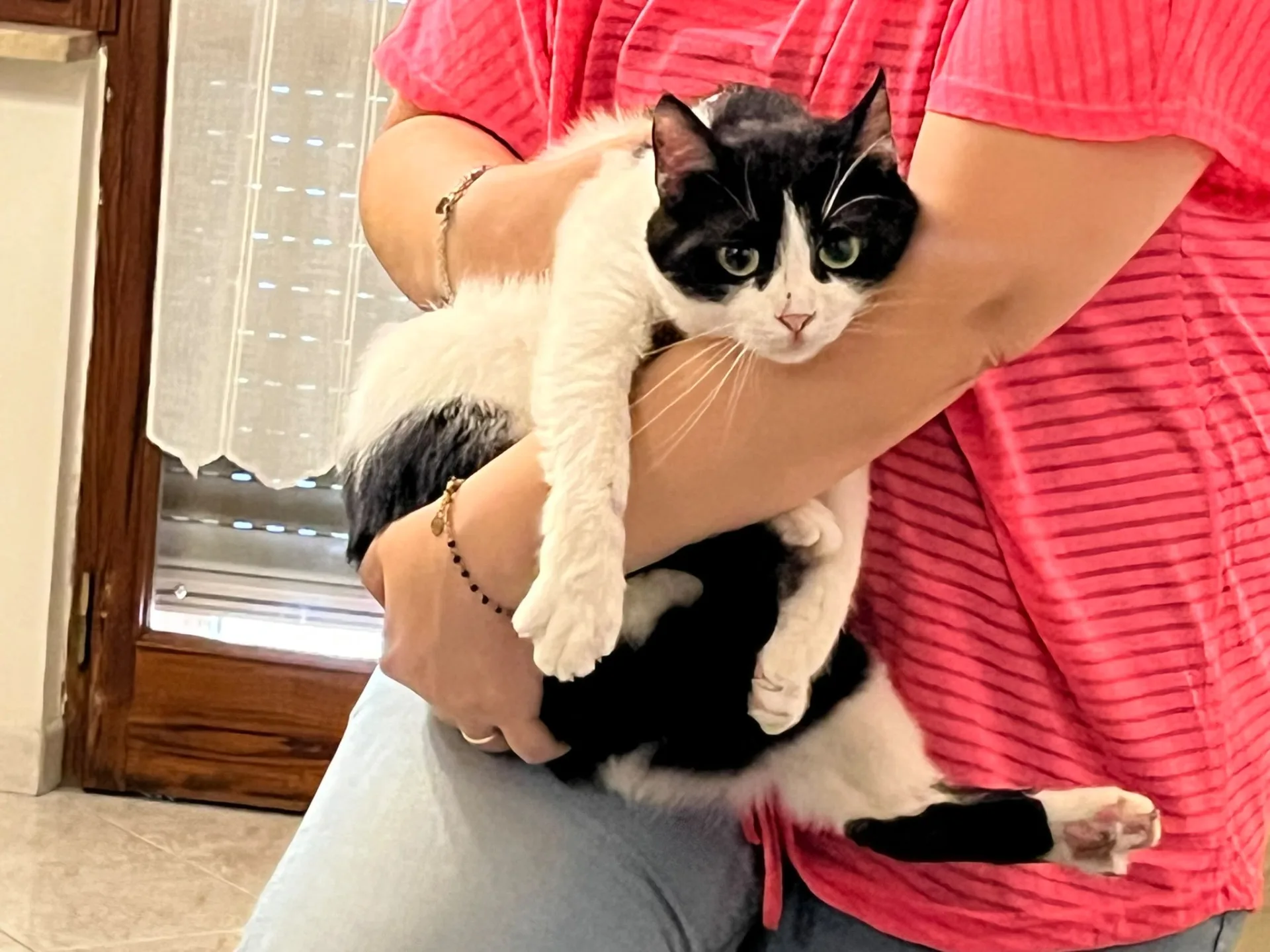 Punto & Virgola, gatto Europea in adozione a L'Aquila - foto 3