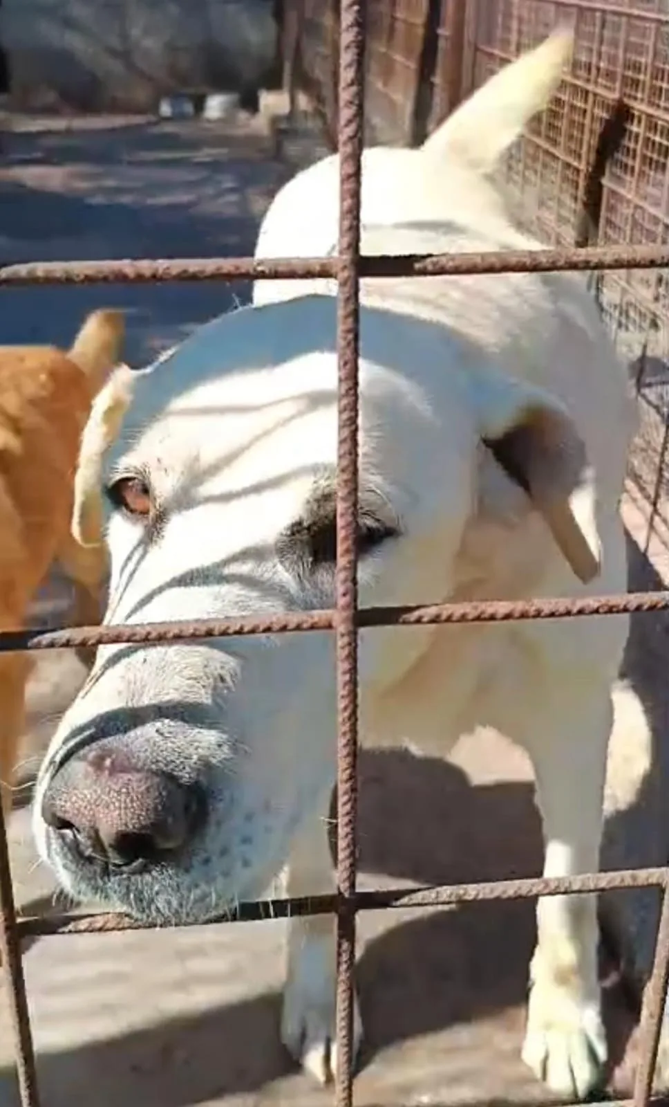 Simon, cane Meticcio in adozione a Siracusa - foto 4
