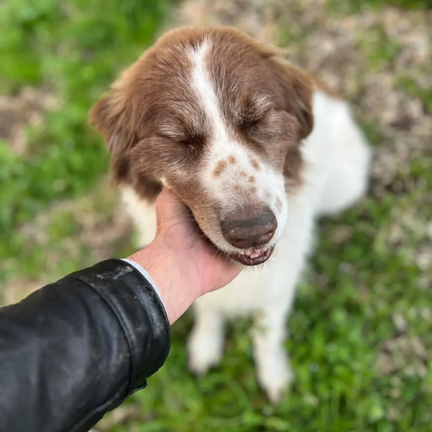 Michele, cane mix border collie in adozione a Latina - foto 5