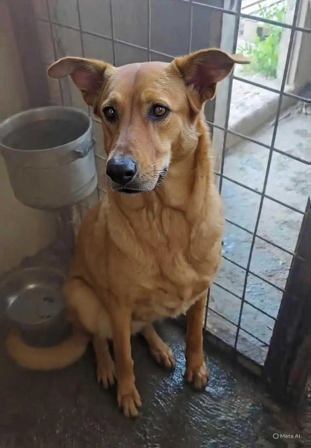 Elisi, cane Meticcio in adozione a Agrigento - foto 3