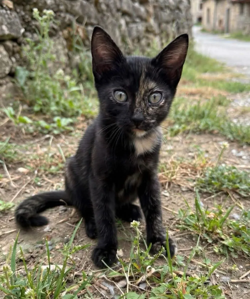 Greta, gatto in adozione a Roma - foto 1