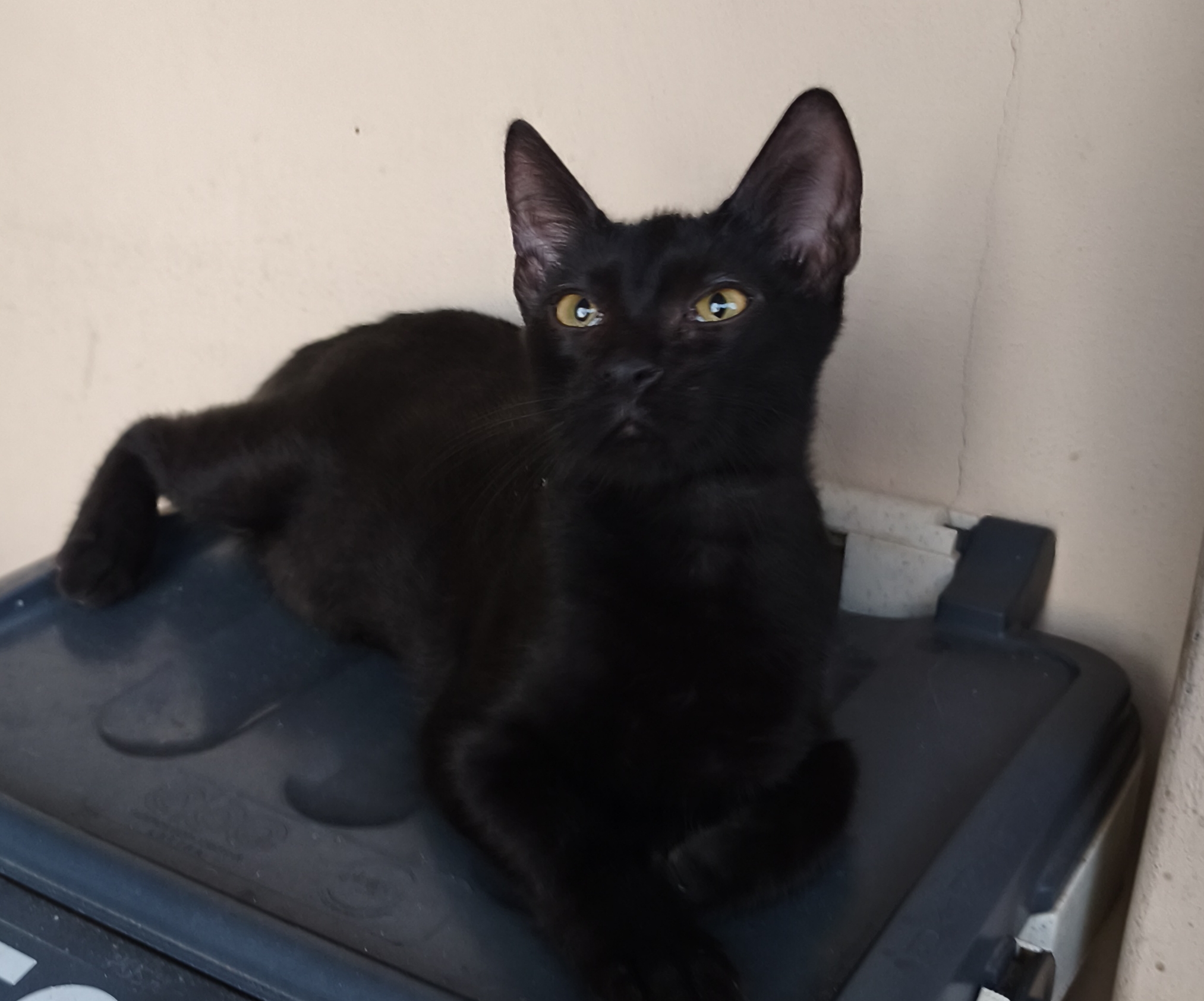 Foto 2 di Mora, gatto Europeo in adozione