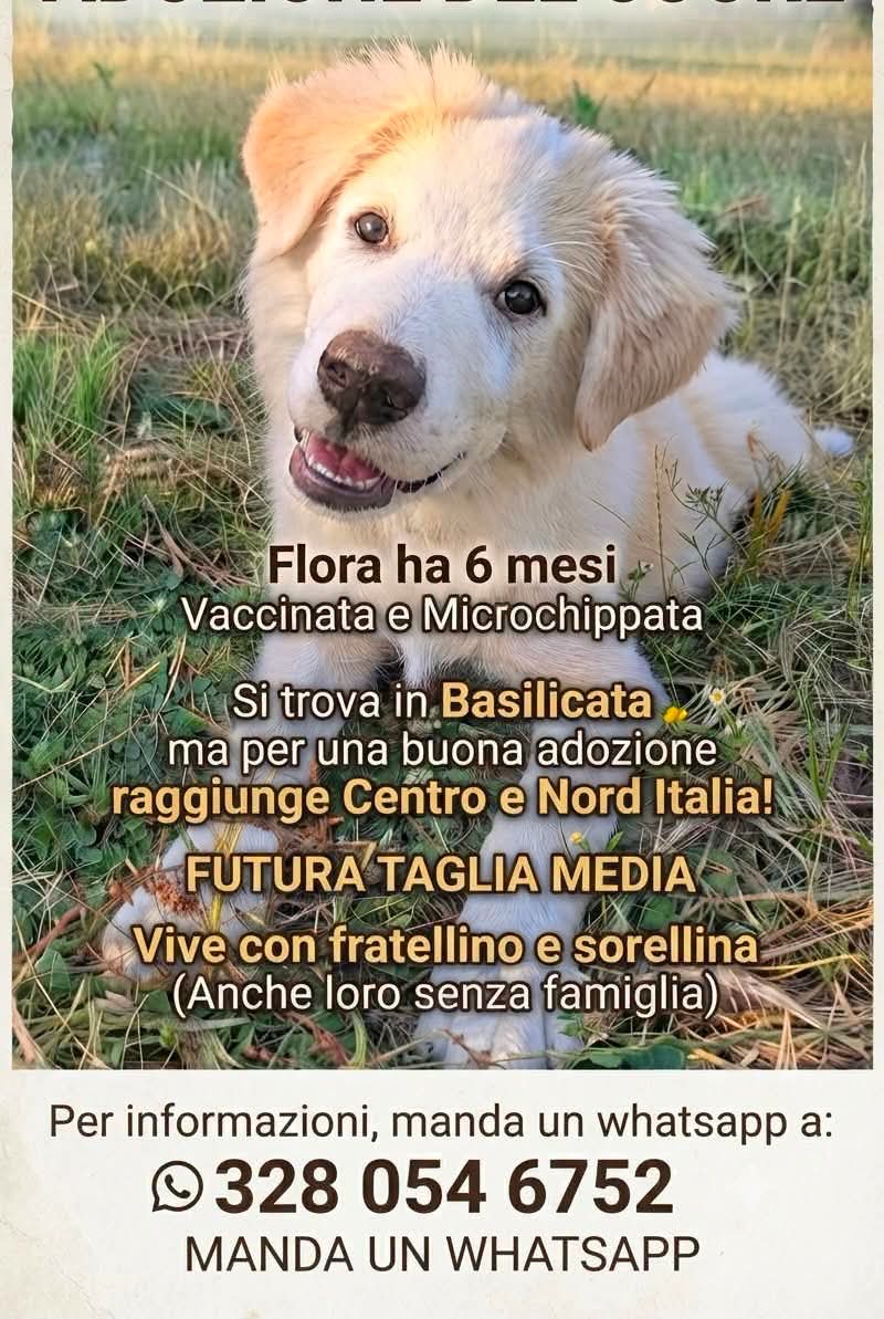 Foto 2 di Flora, cane Simil maremmano in adozione