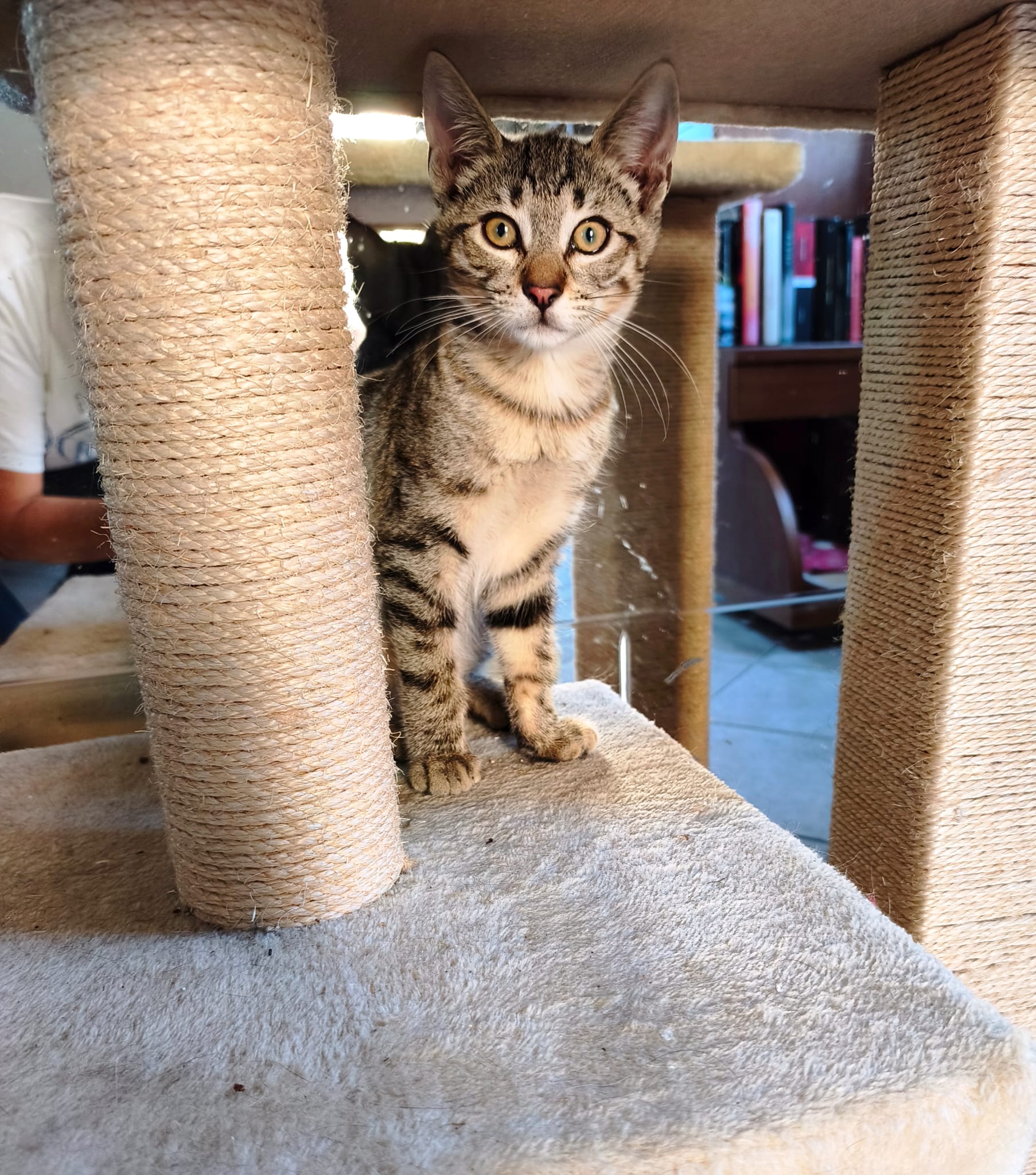 Foto 2 di Leo, gatto Europeo in adozione