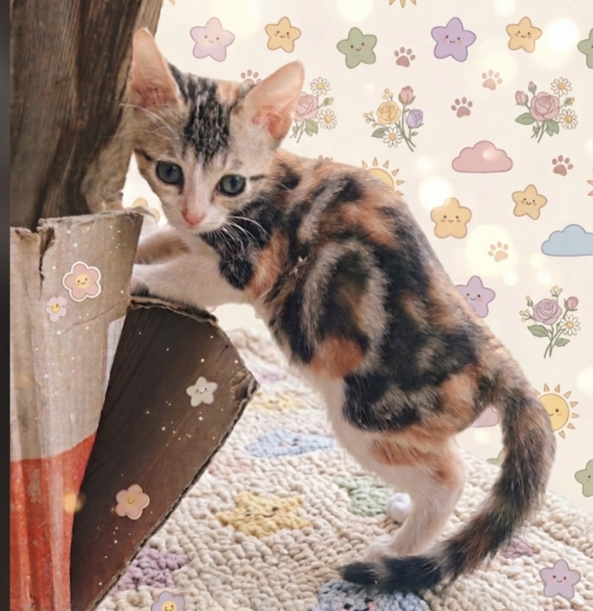 Foto 3 di Dalia e Ambra, gatto Europeo in adozione
