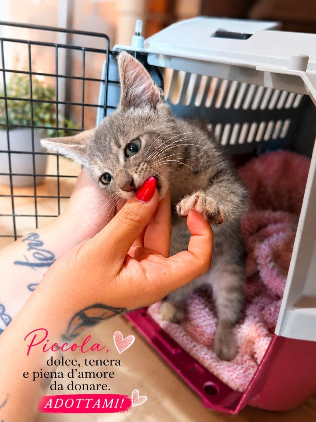 Gattina, gatto Europeo in adozione