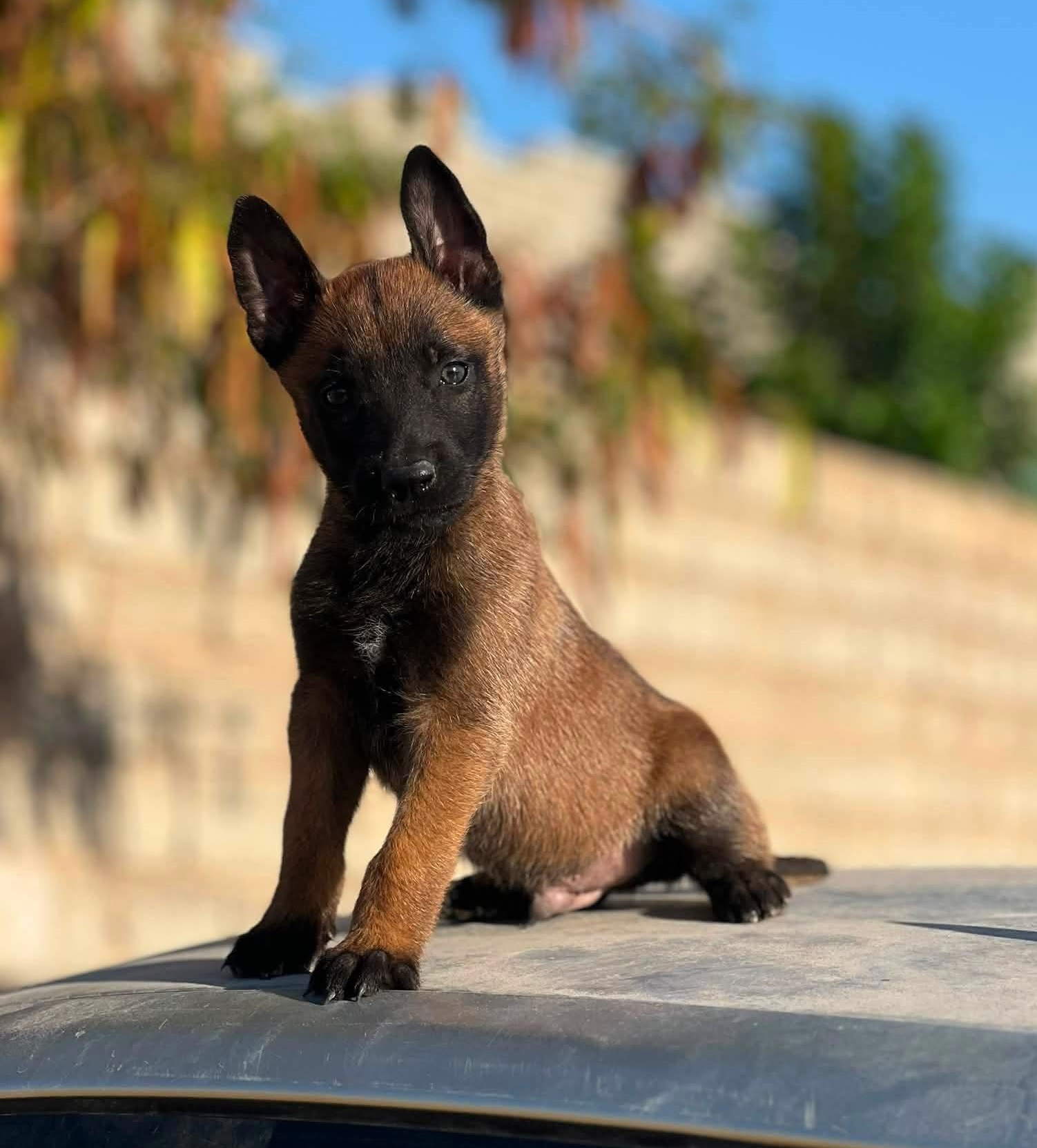 Birillo, cane Meticcio in adozione
