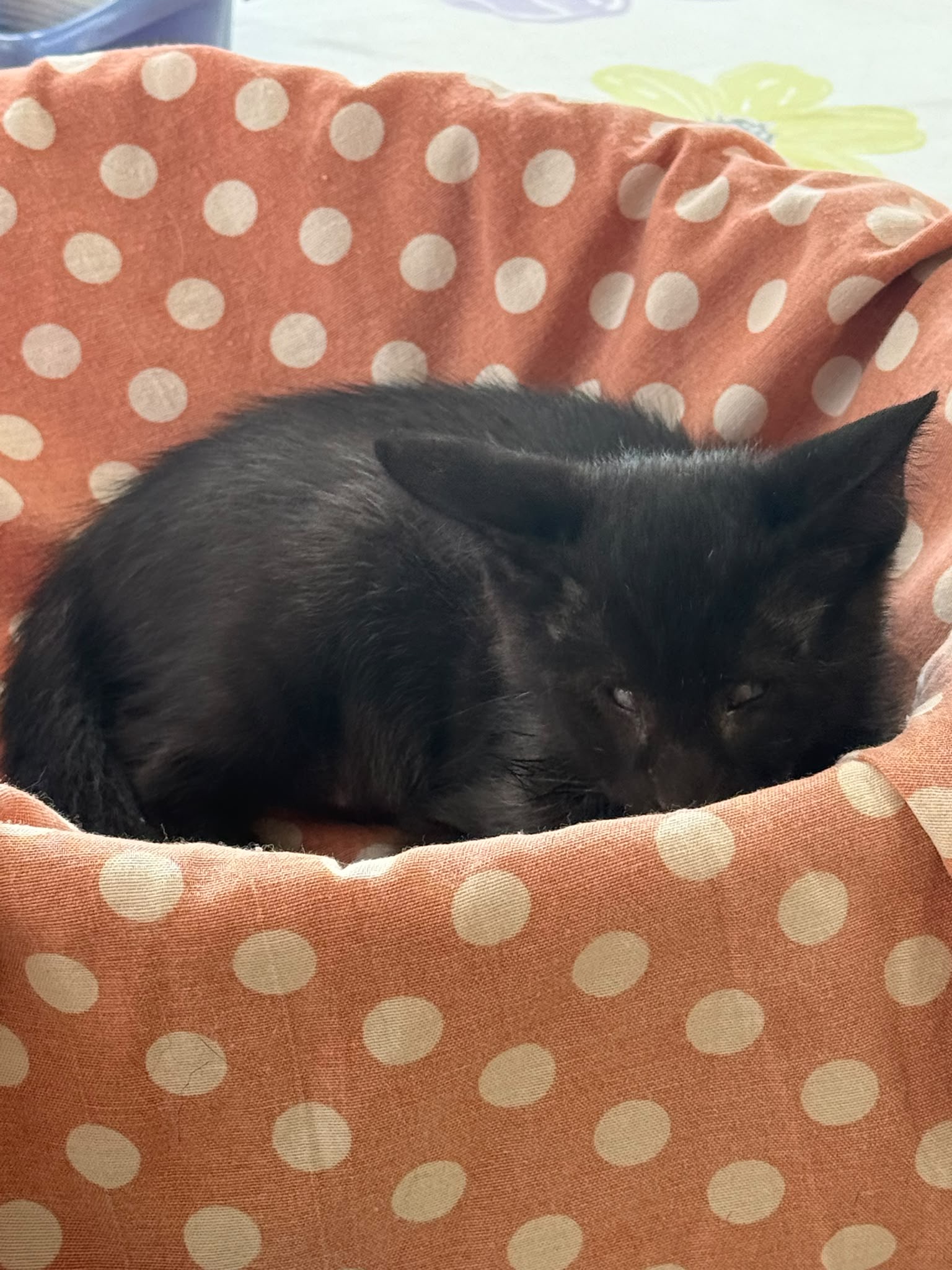 Foto 3 di Romeo, gatto Meticcio in adozione