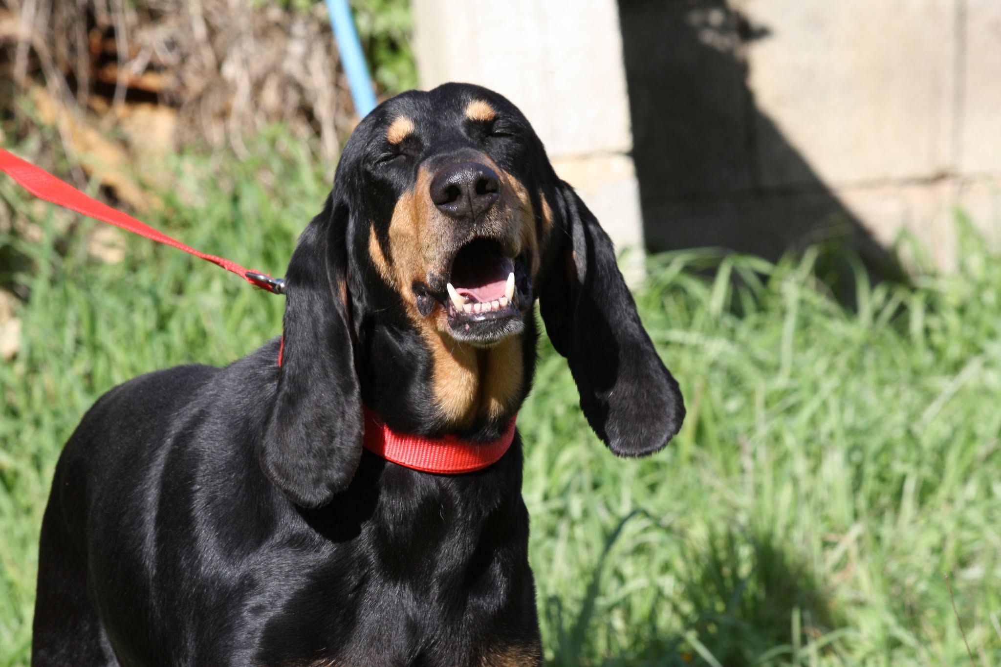 Foto 1 di Bea, cane segugio in adozione
