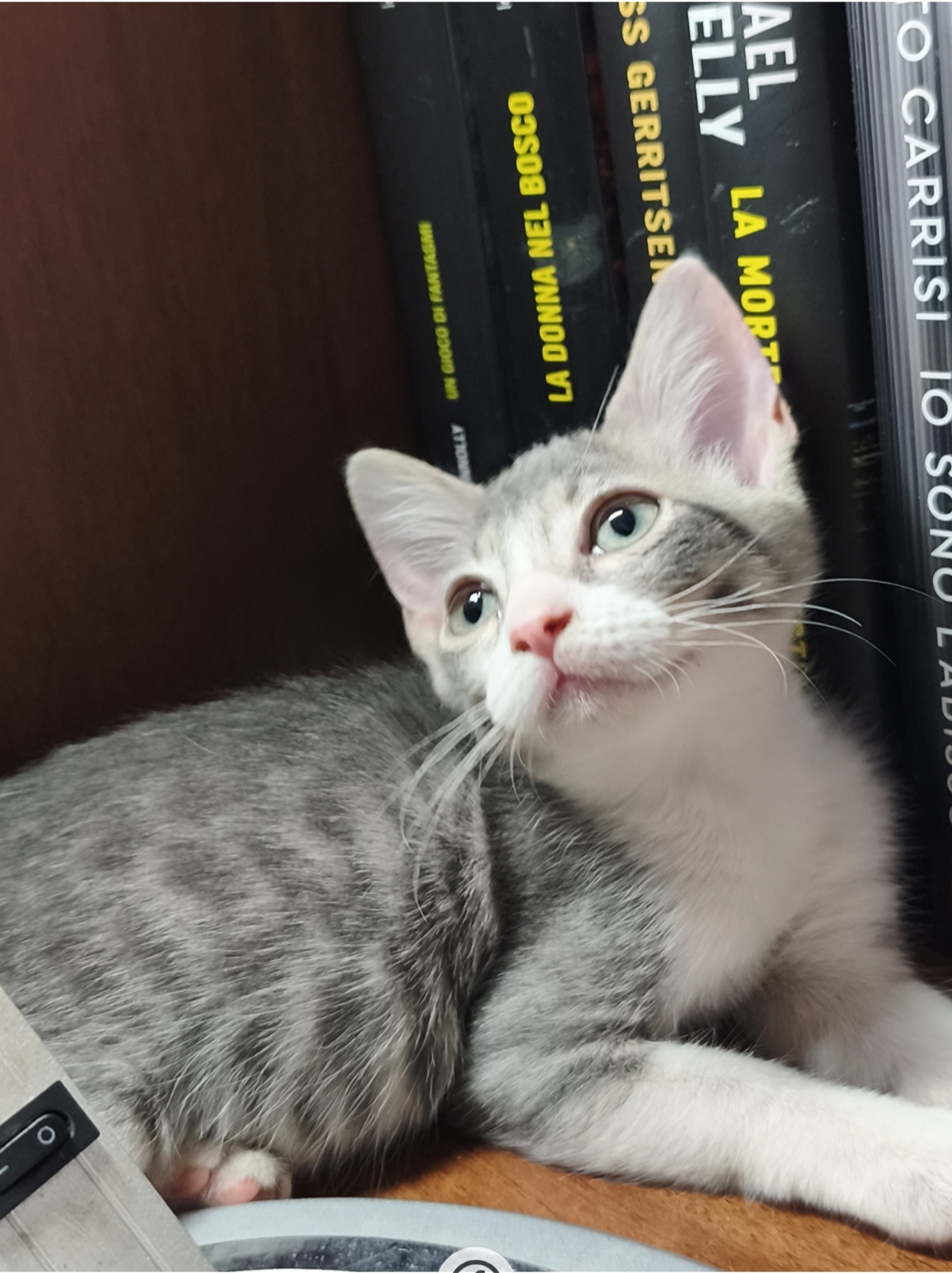 Cleo, gatto Europeo in adozione