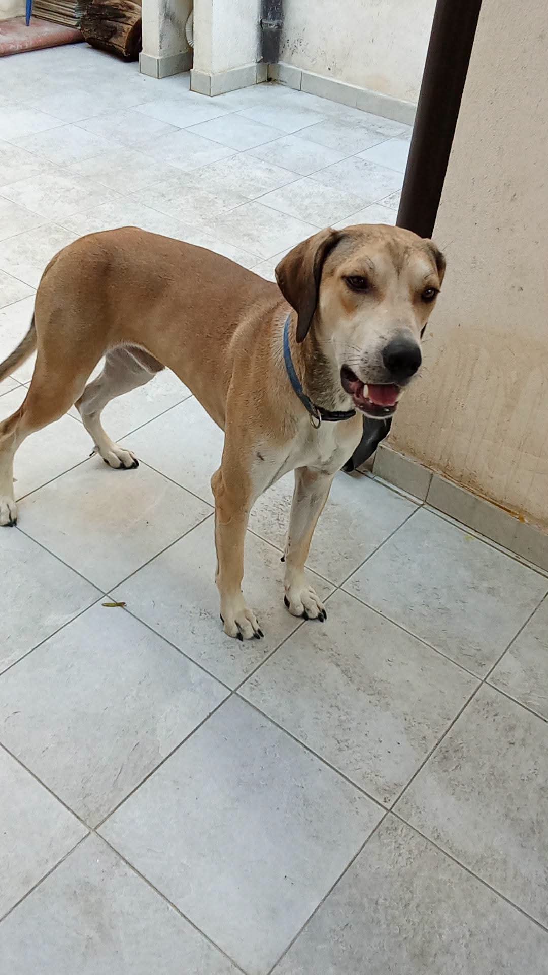 Foto 1 di Cisko, cane Meticcio in adozione