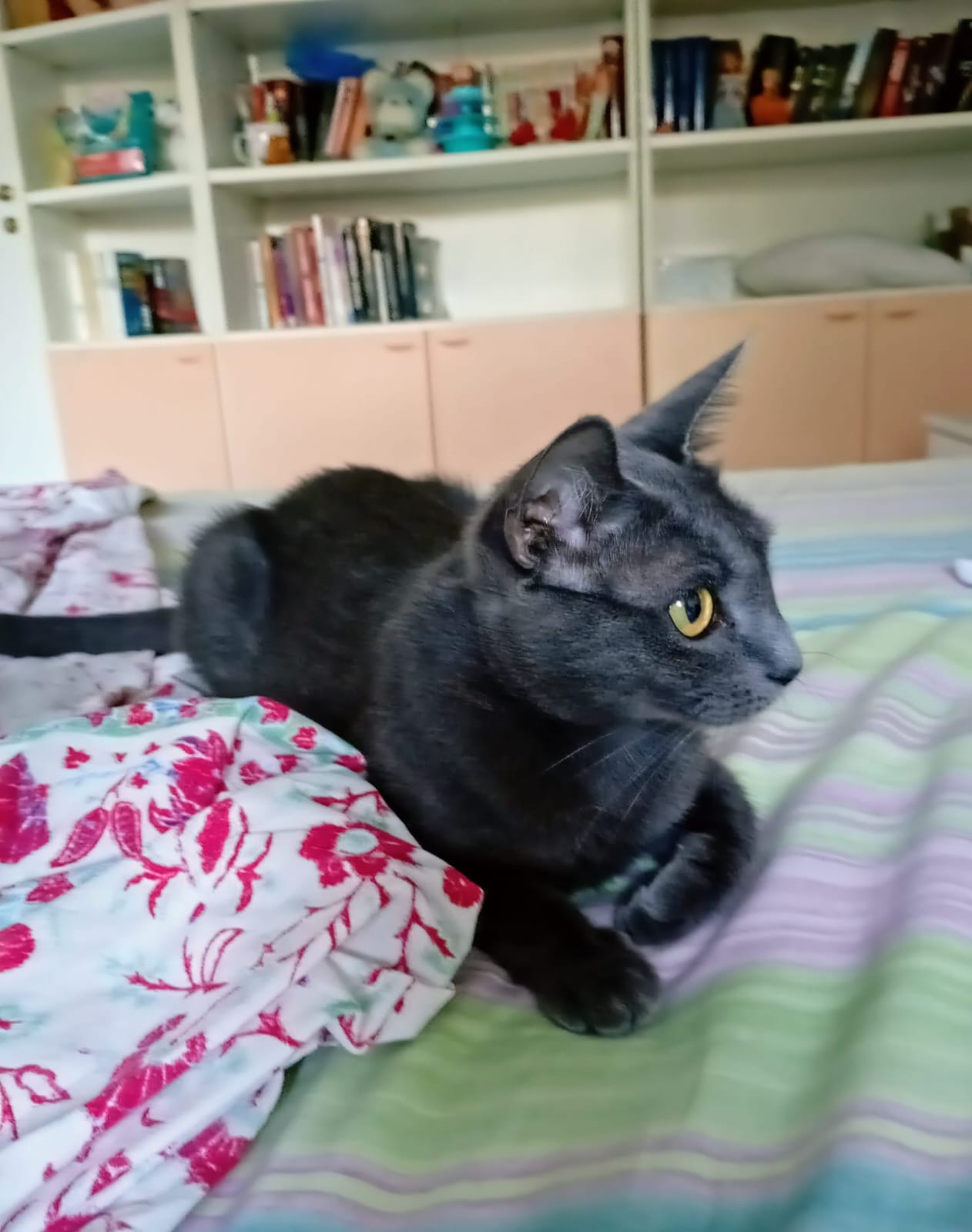 Foto 2 di Isotta, gatto Simil Certosino in adozione