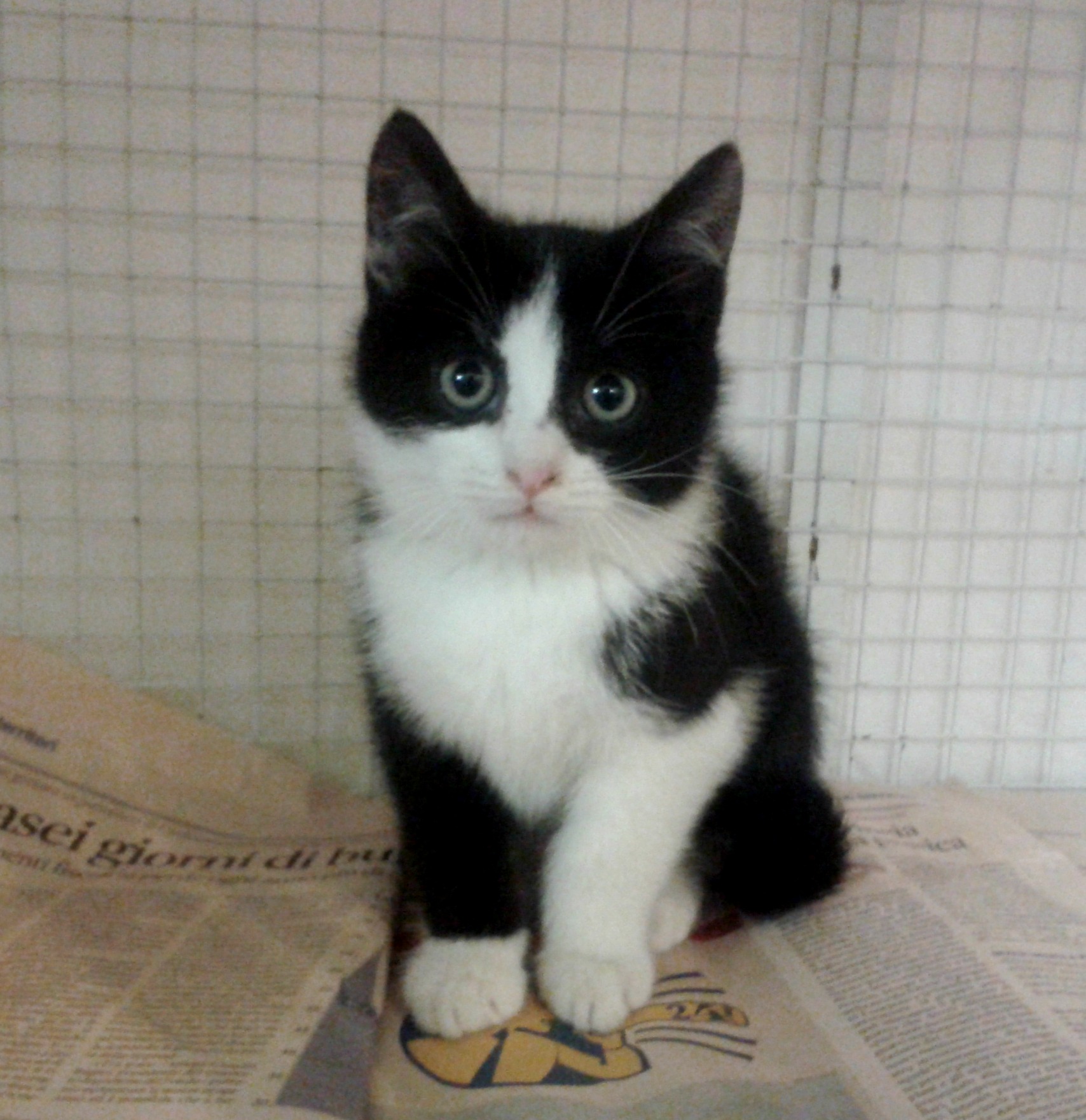 Luna, gatto Meticcia in adozione