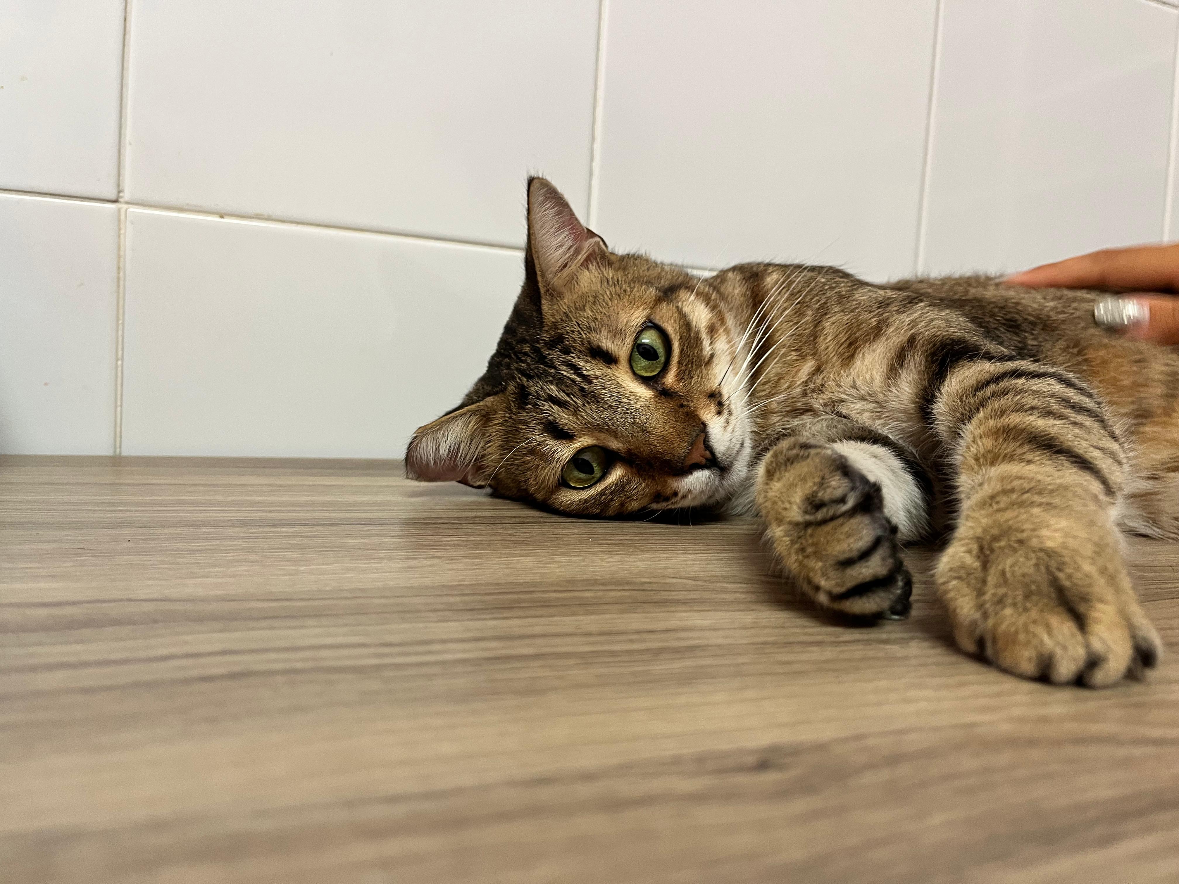 Foto 2 di BONBON, gatto EUROPEO in adozione