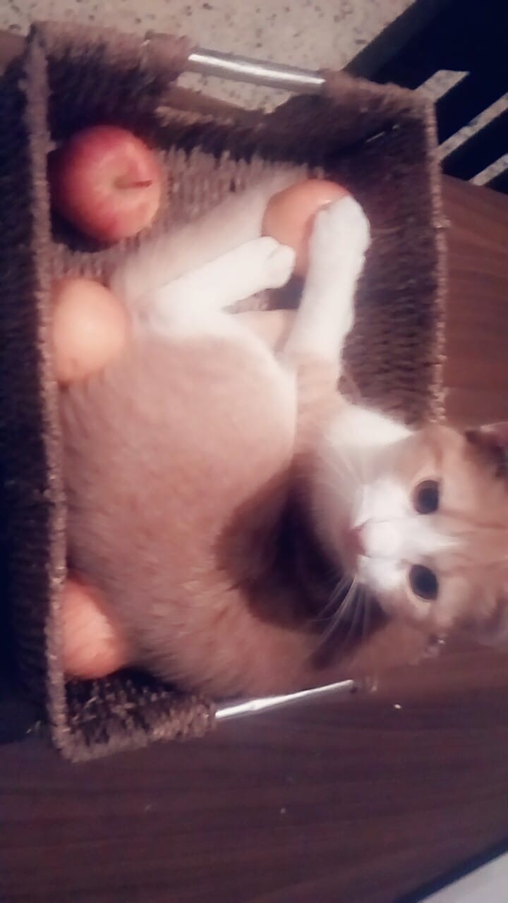 Anais, gatto Europeo in adozione