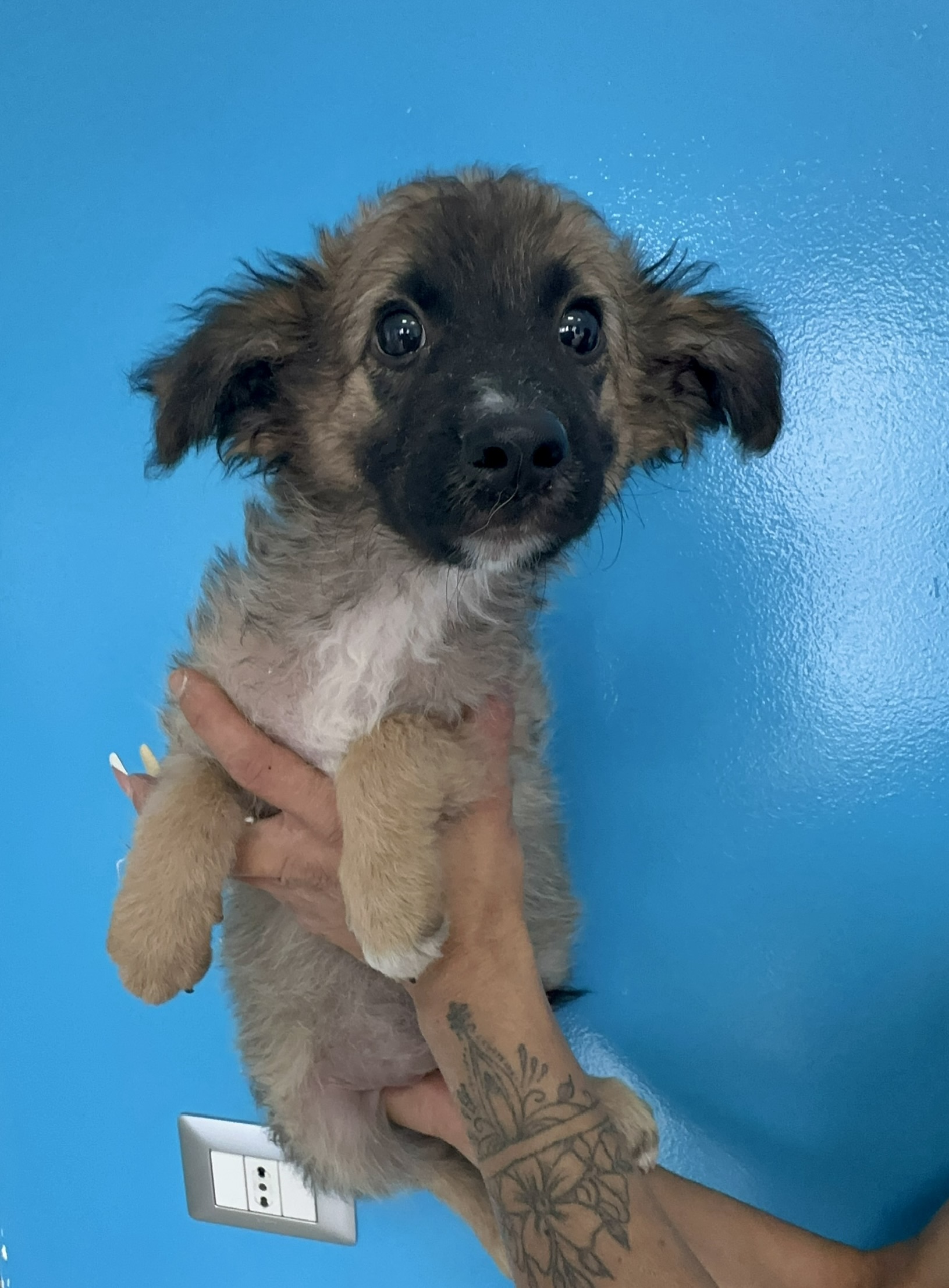 Kendra, cane Meticcio in adozione
