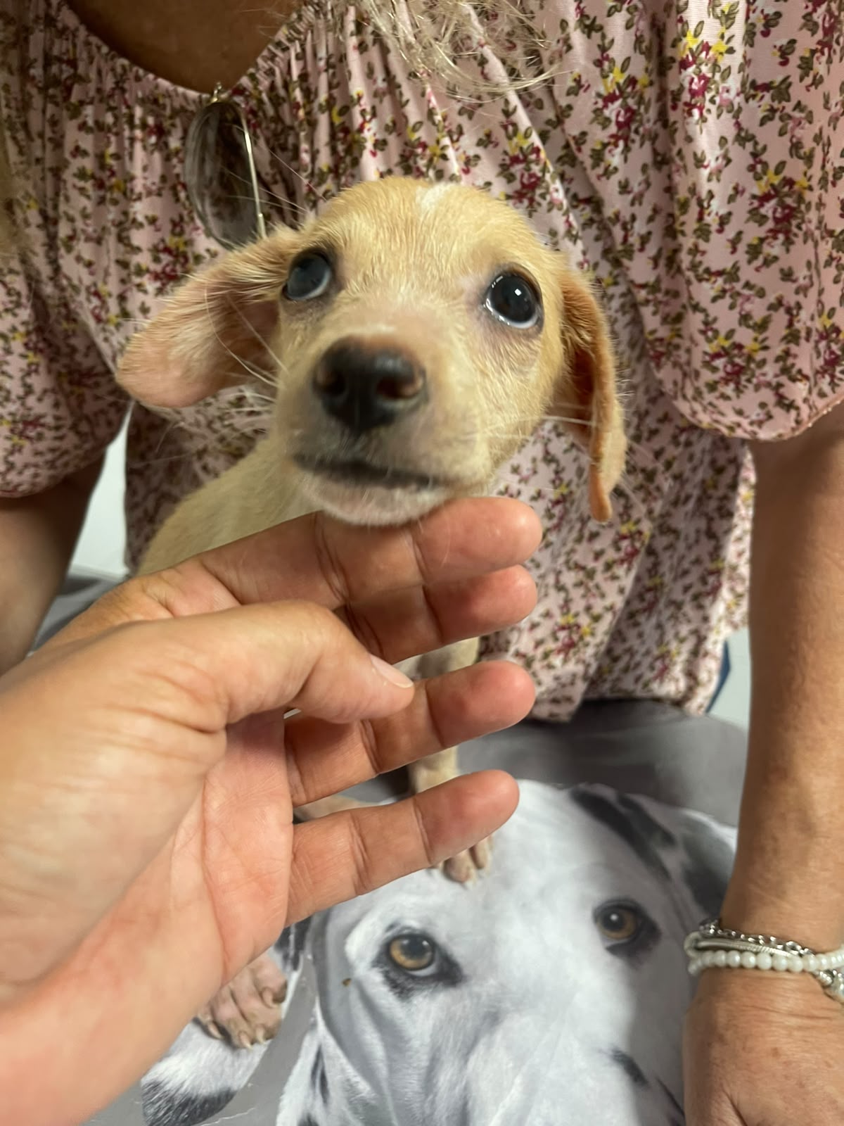 Foto 4 di Gaia, cane  in adozione