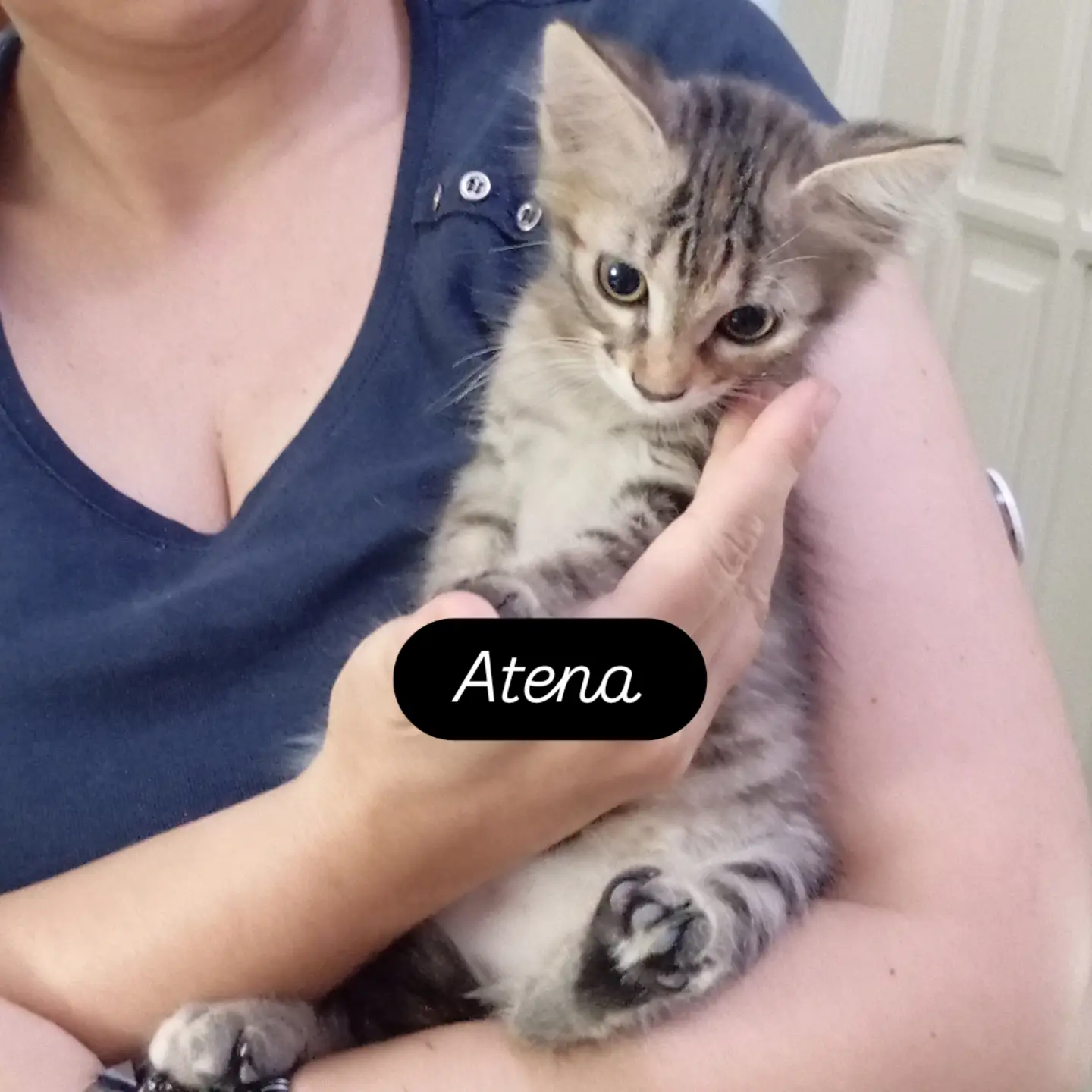 Atena, Chloe, Diana, gatto Europeo in adozione