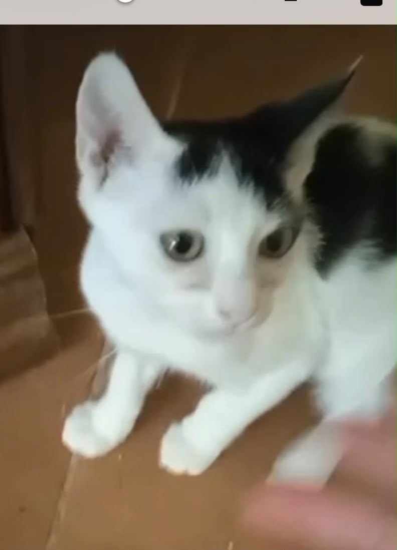 Max, gatto Europea in adozione