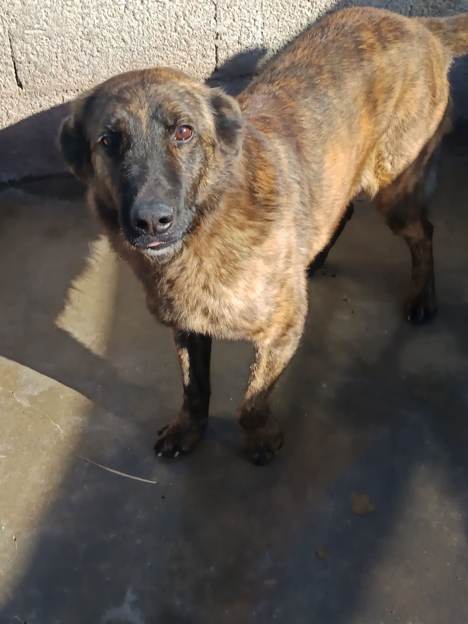 Foto 1 di Tigro, cane Meticcio in adozione