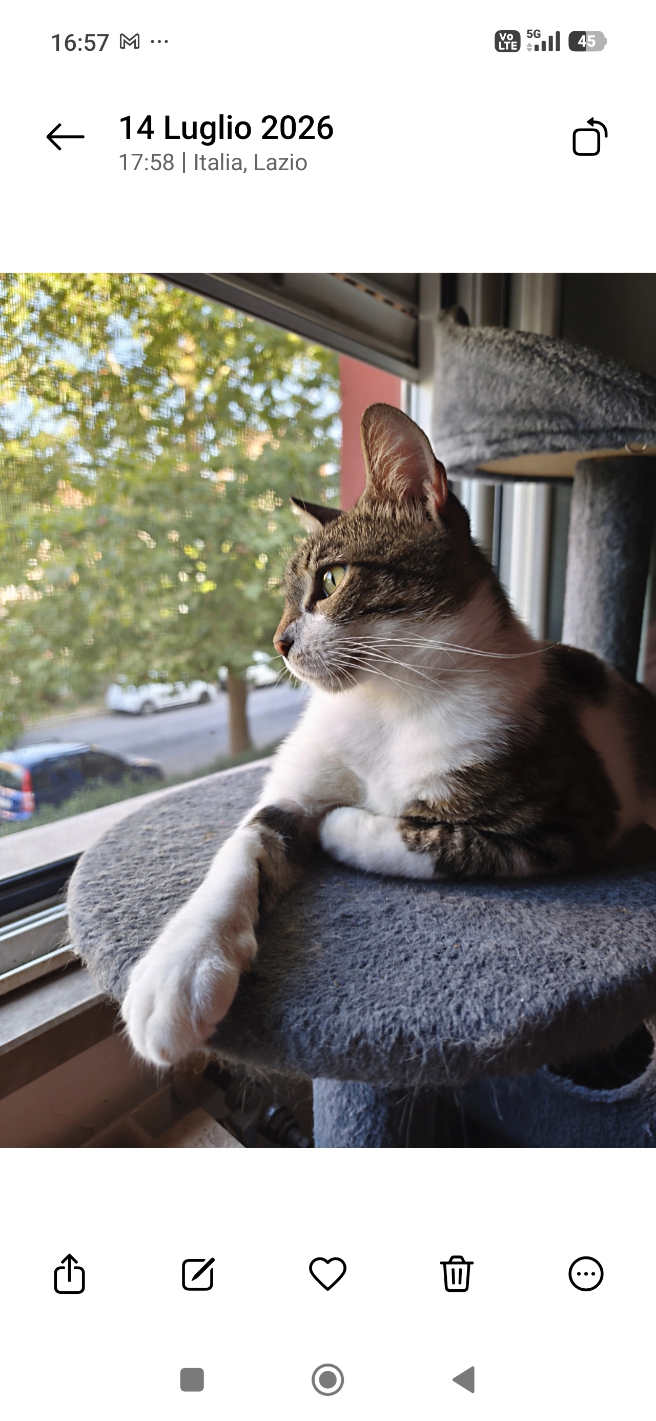 Foto 3 di Mimma, gatto Europeo in adozione