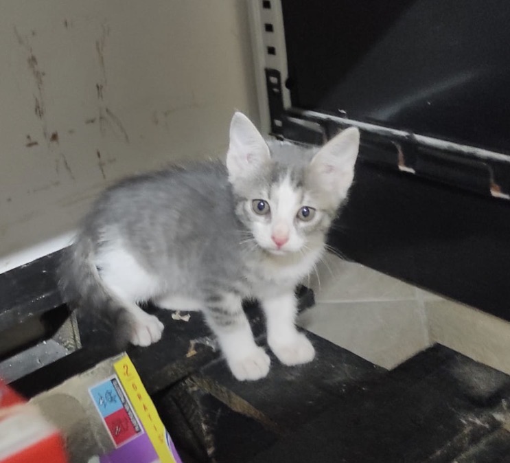 Foto 2 di Alice, gatto Europeo in adozione