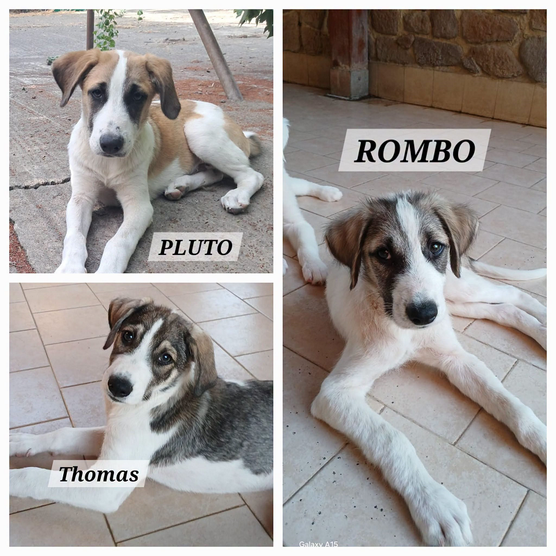 Foto 1 di Pluto, Rombo, Thomas, cane Meticcio in adozione