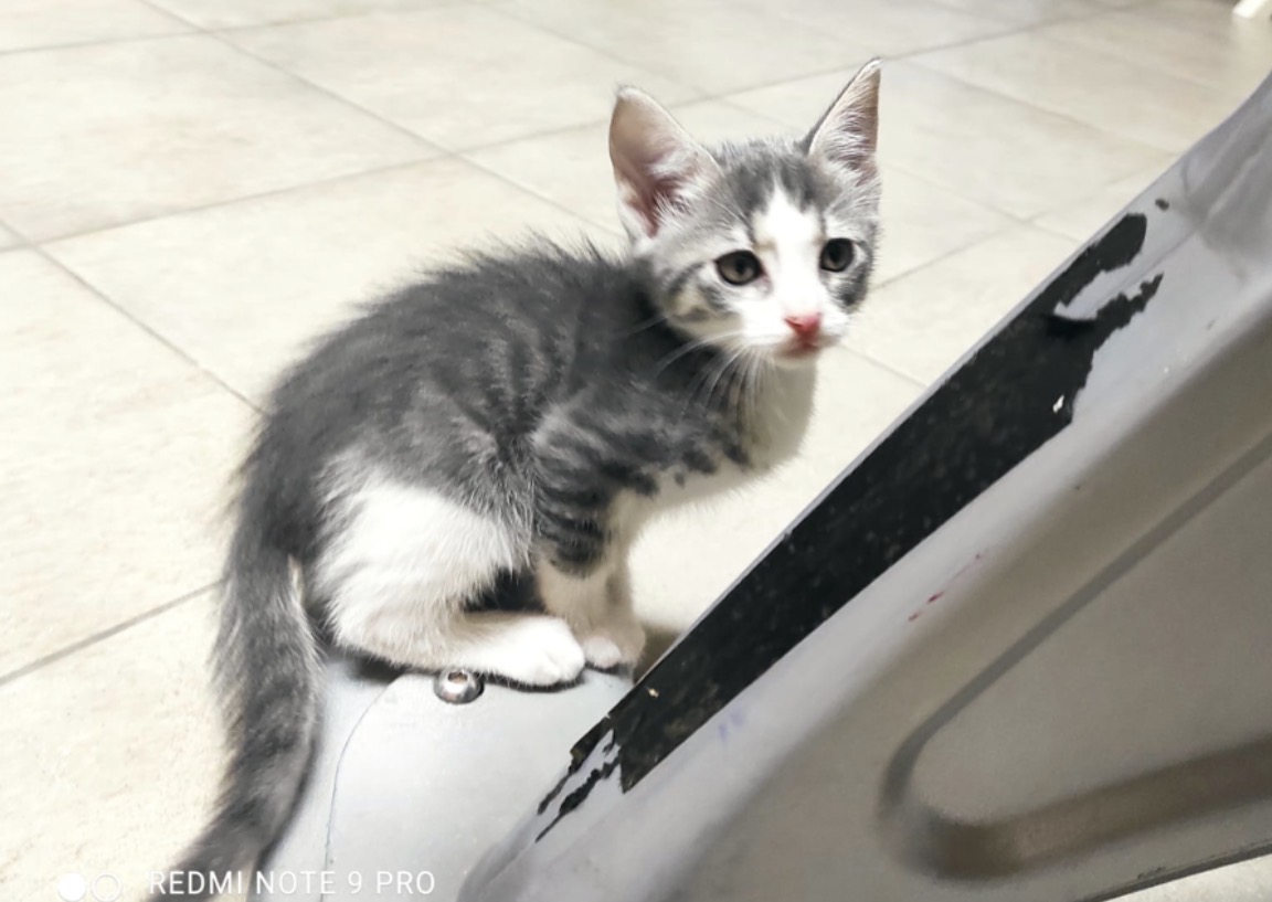 Alice, gatto Europeo in adozione