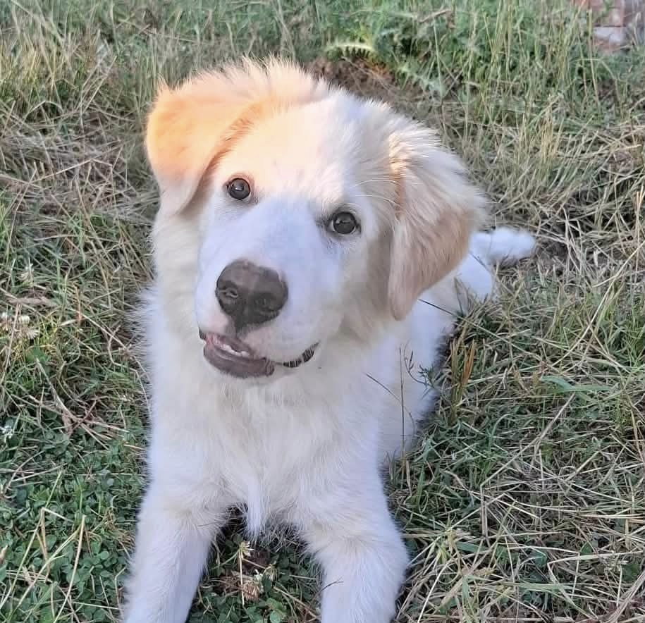 Flora, cane Simil maremmano in adozione a Potenza