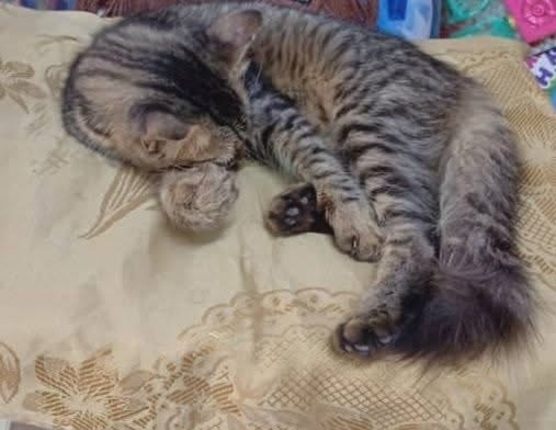 Whisky, gatto Gatto europeo a pelo semilungo, mantello tigrato grigio. in adozione