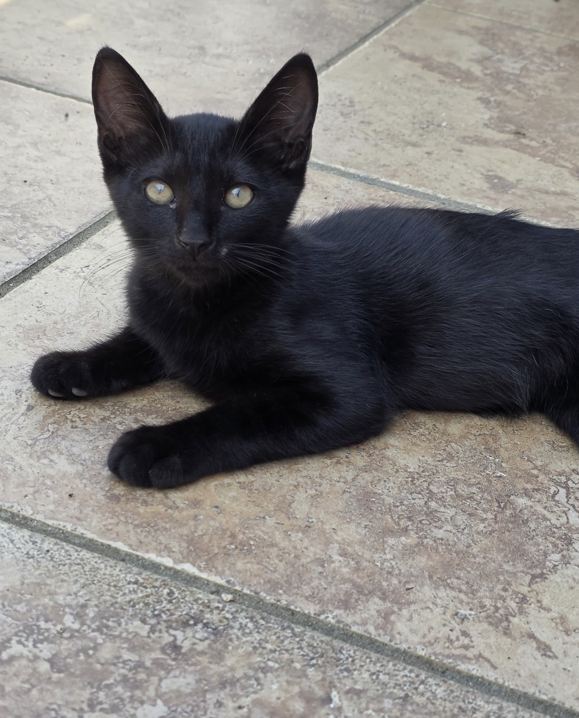 Foto 1 di Merlino, gatto Europeo in adozione