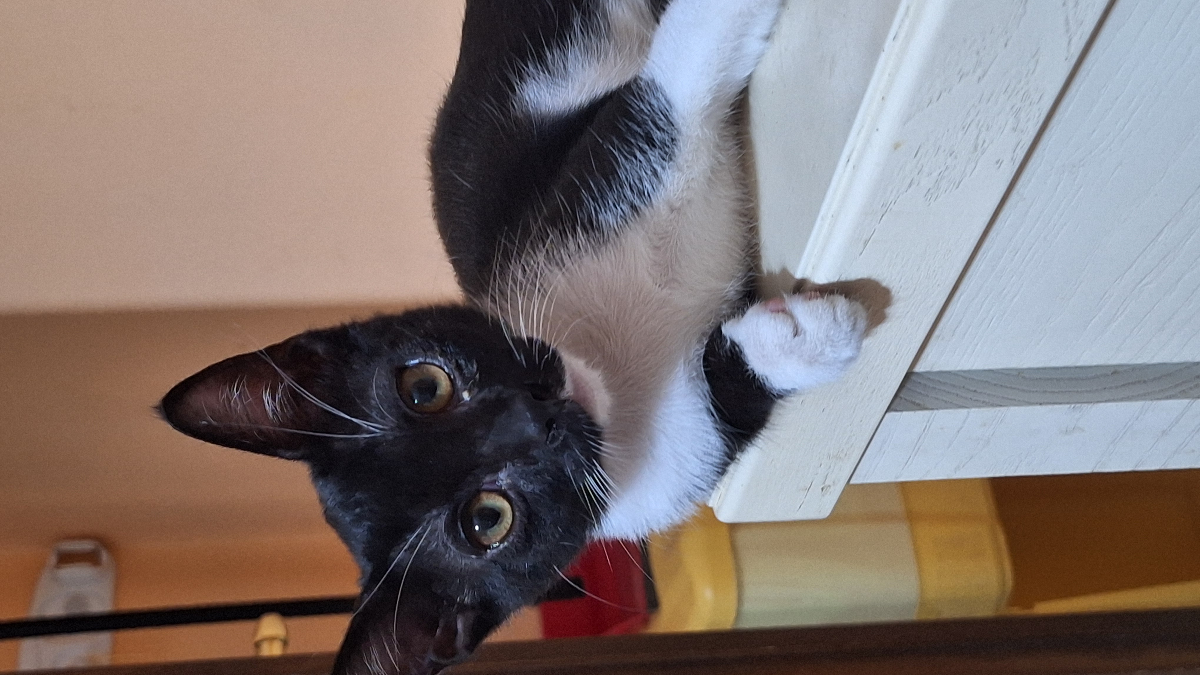 Foto 4 di Bonnie, gatto Europea in adozione