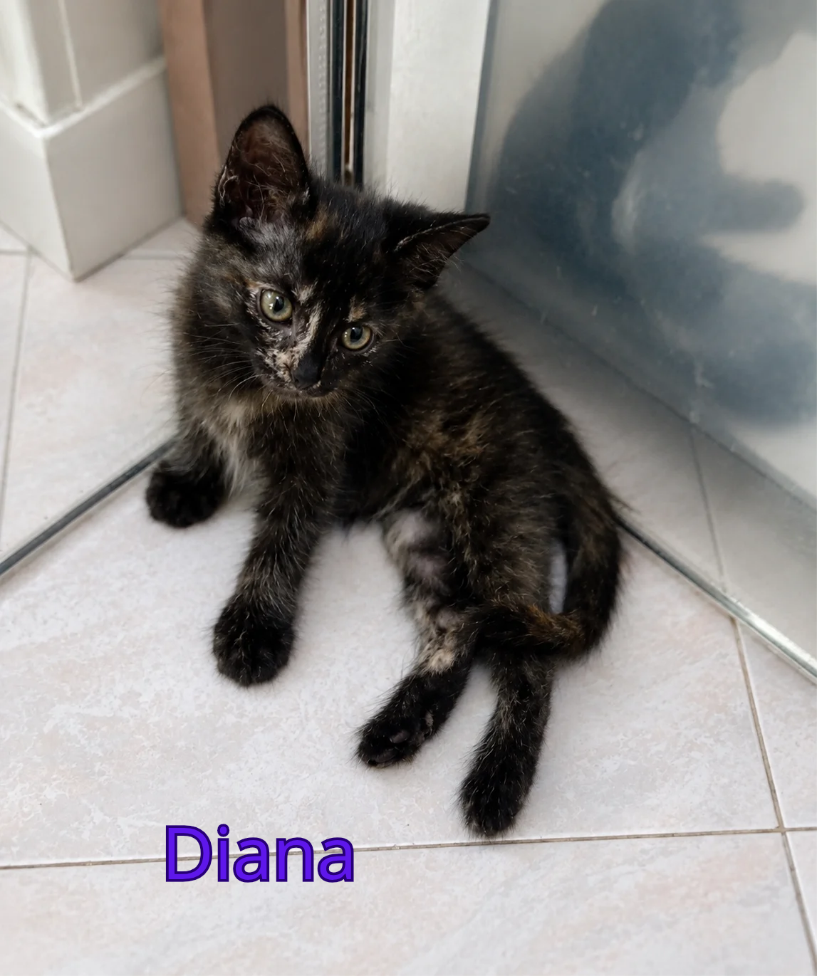 Foto 2 di Atena, Chloe, Diana, gatto Europeo in adozione