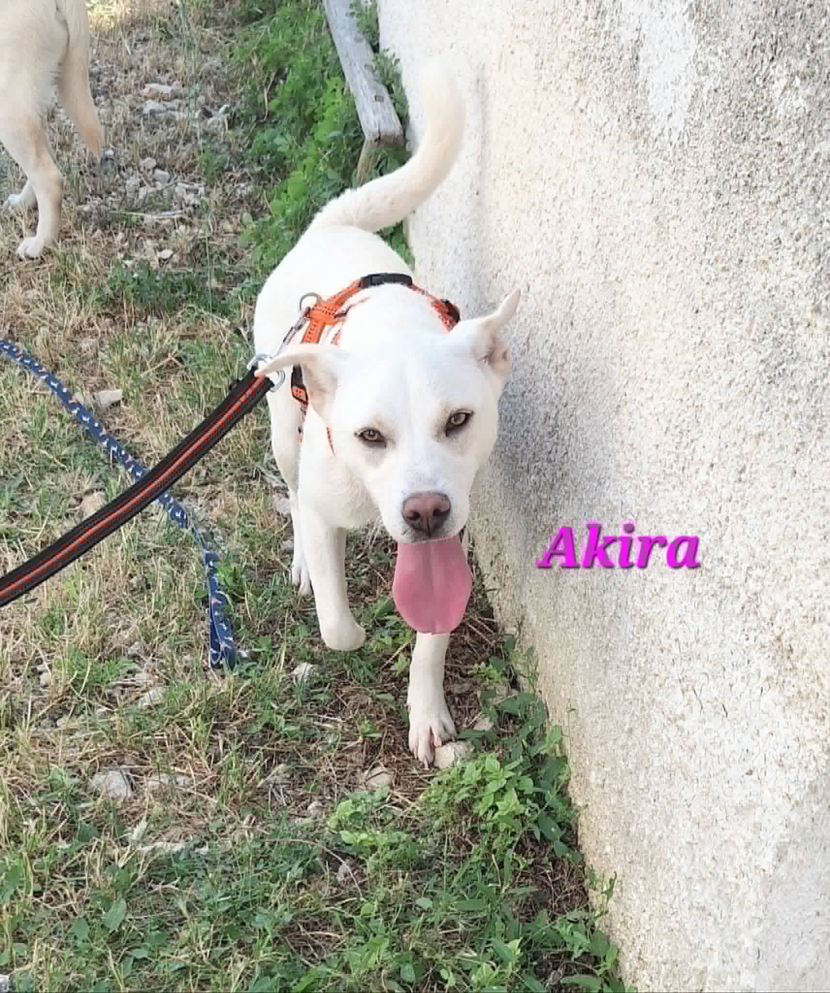 Foto 2 di Akira, cane meticcio in adozione