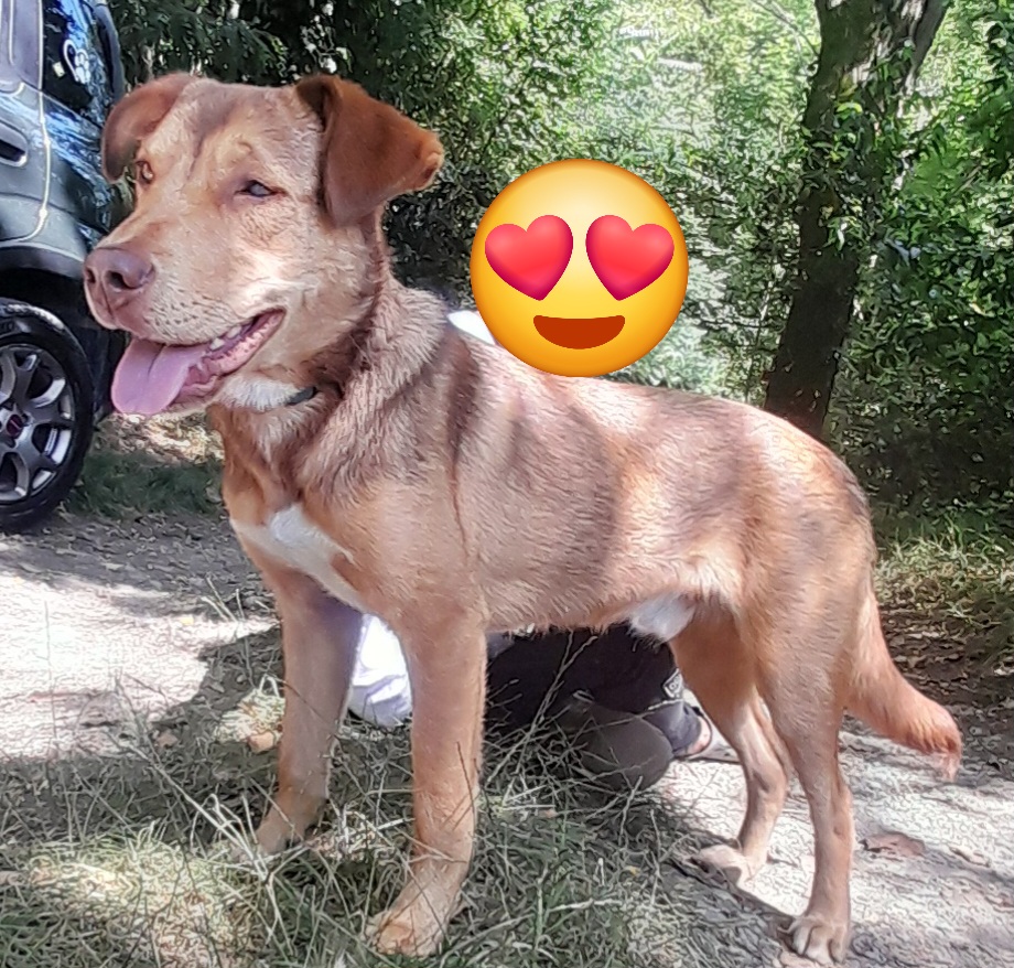 Foto 5 di Enea, cane Meticcio in adozione