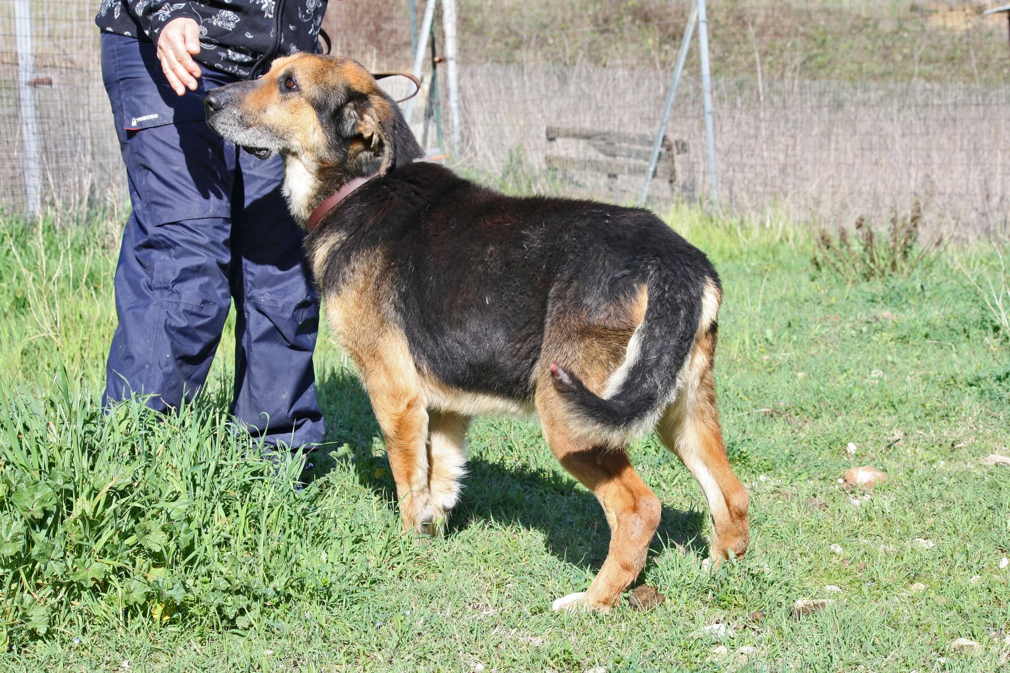 Foto 3 di Perseo, cane meticcio in adozione