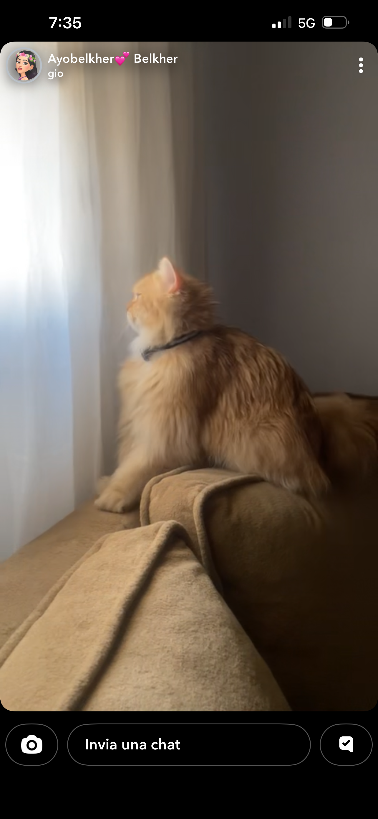 Zeus, gatto British long hair in adozione