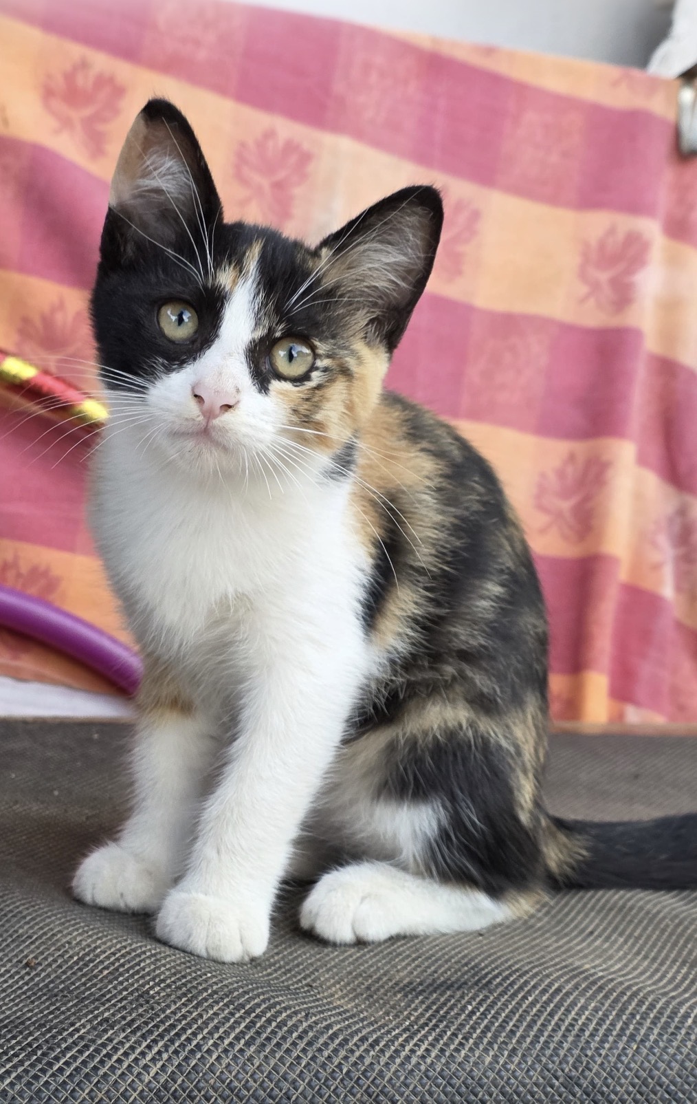 Mirtilla, gatto Europeo in adozione