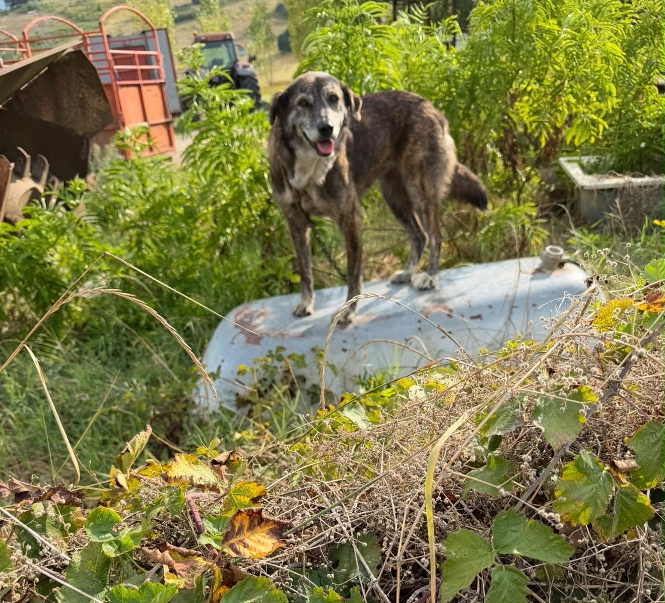 Tosca, cane  in adozione