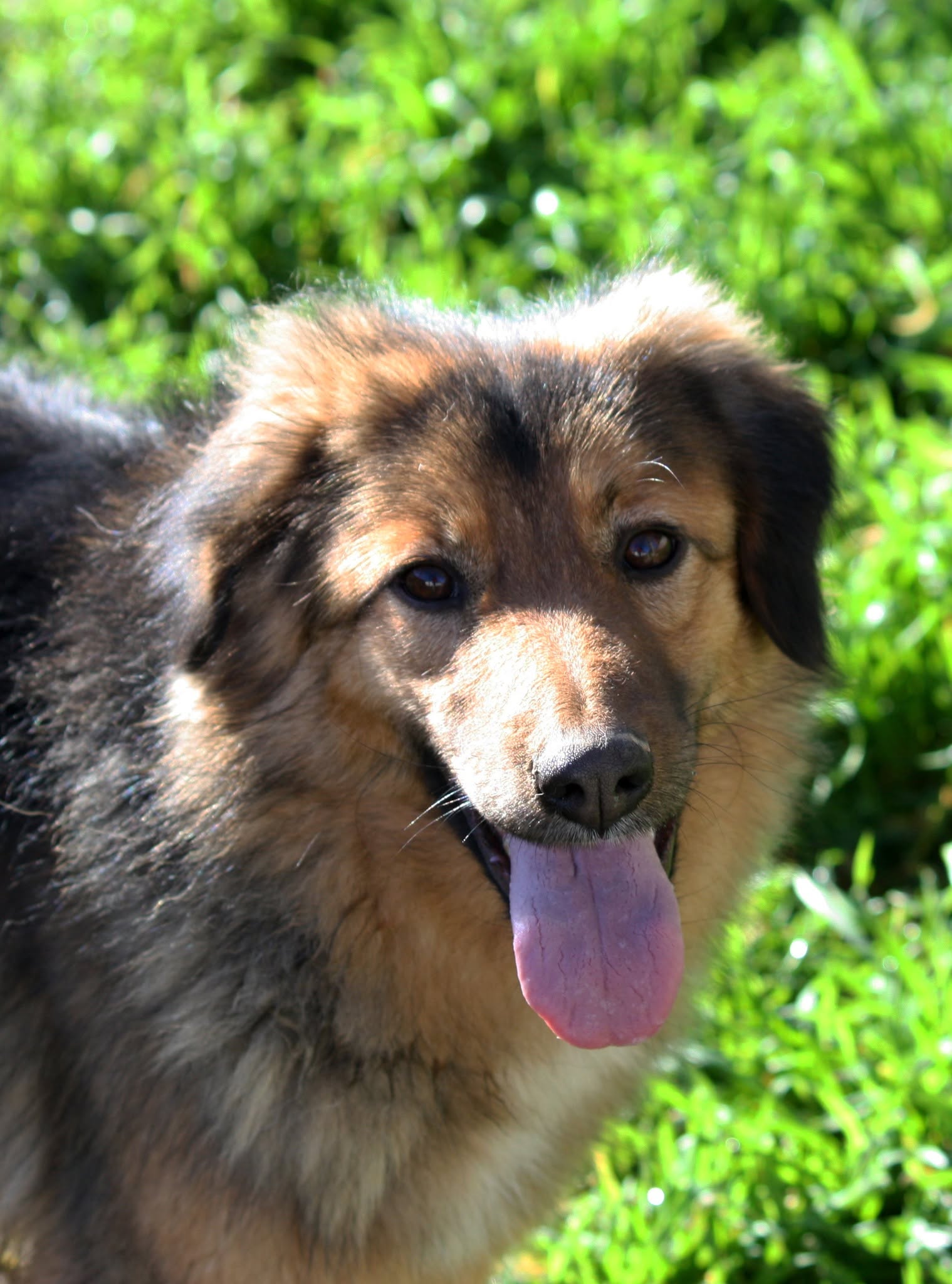 Foto 1 di Enza, cane meticcio in adozione