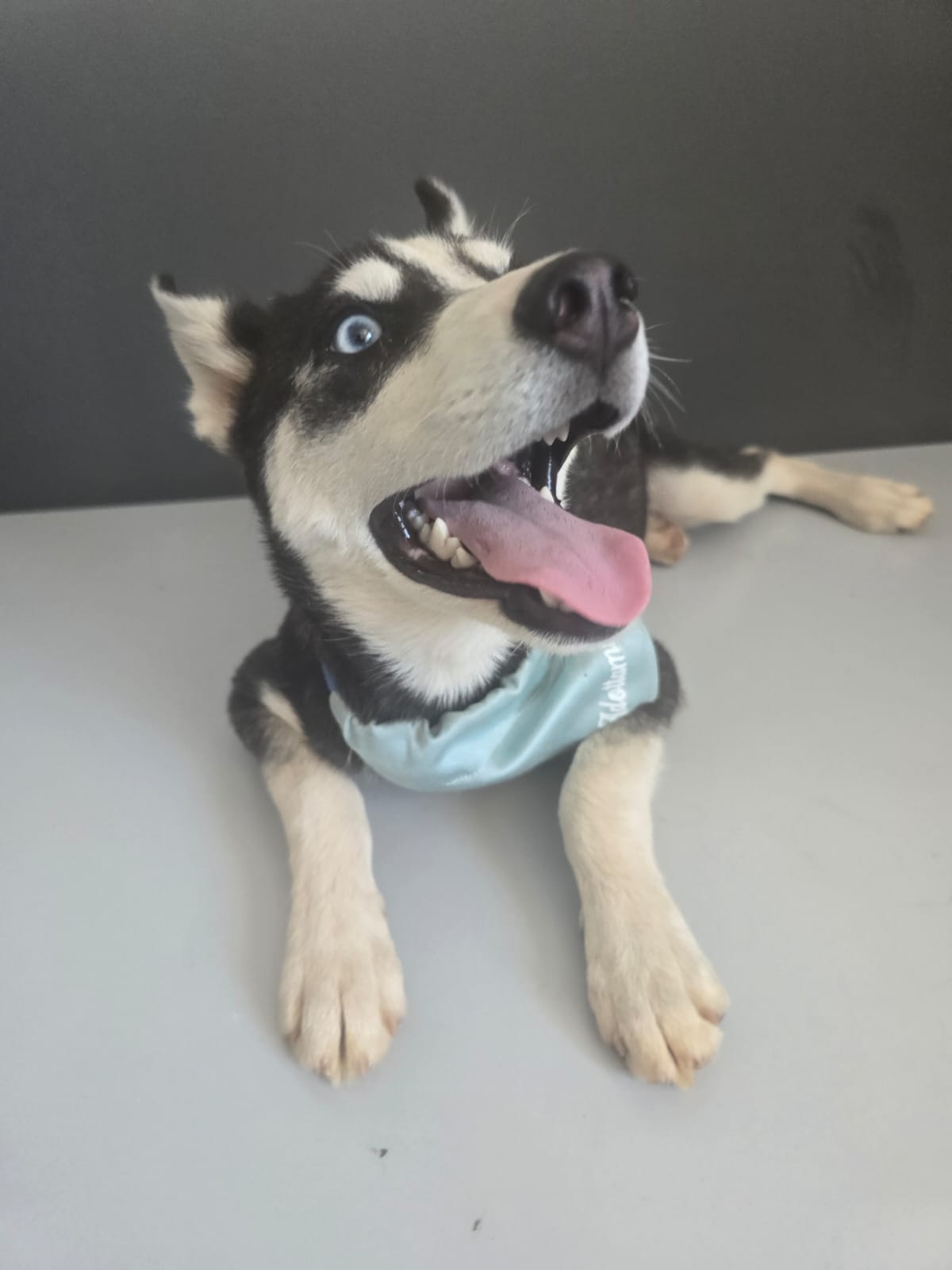 Foto 3 di ETOILLE, cane Incrocio Husky in adozione