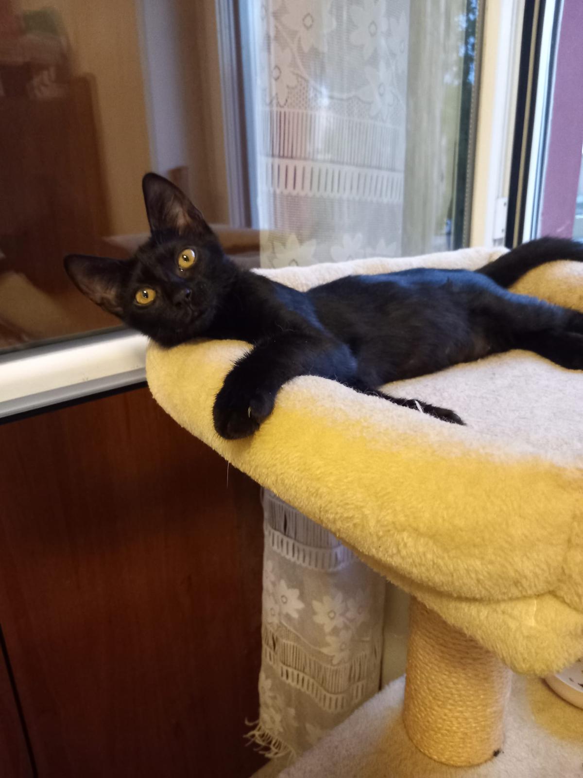 Foto 3 di Mora, gatto Europeo in adozione