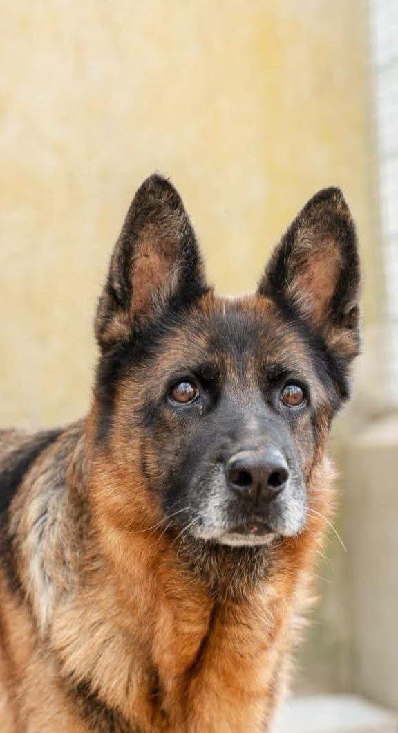 Foto 1 di Mavy, cane  in adozione