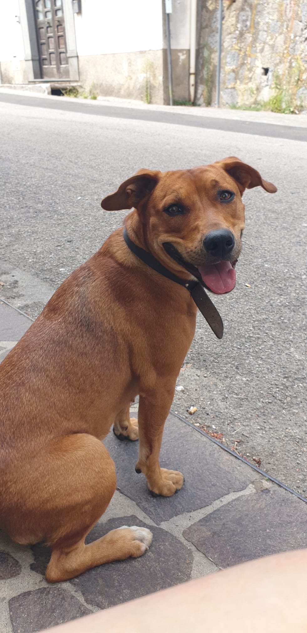 Foto 1 di Rumba, cane Meticcio in adozione